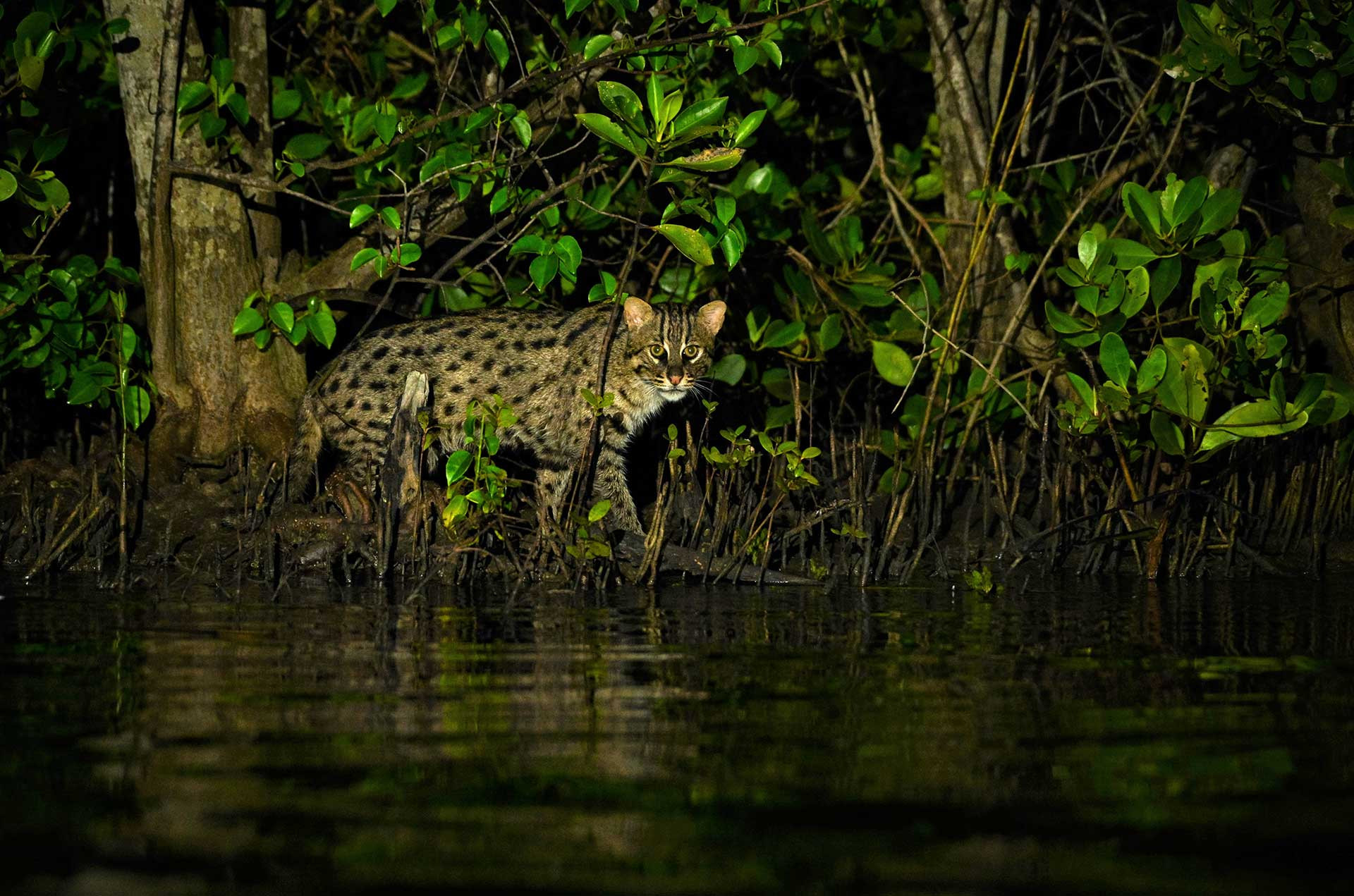 Fishing Cat hunting in a mangrove forest | Nature inFocus