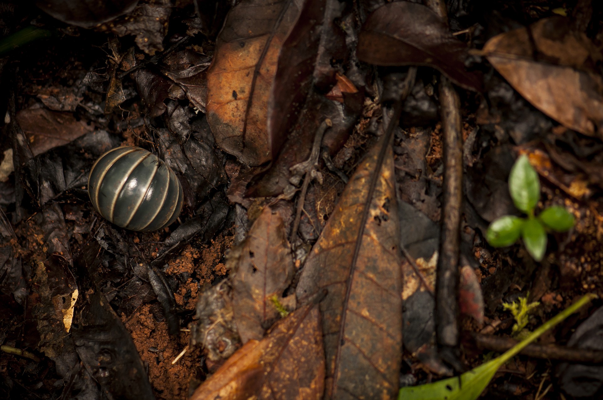 Suchi govindarajan millipede rainforests - The Wild Nation – Rainforests | Nature inFocus