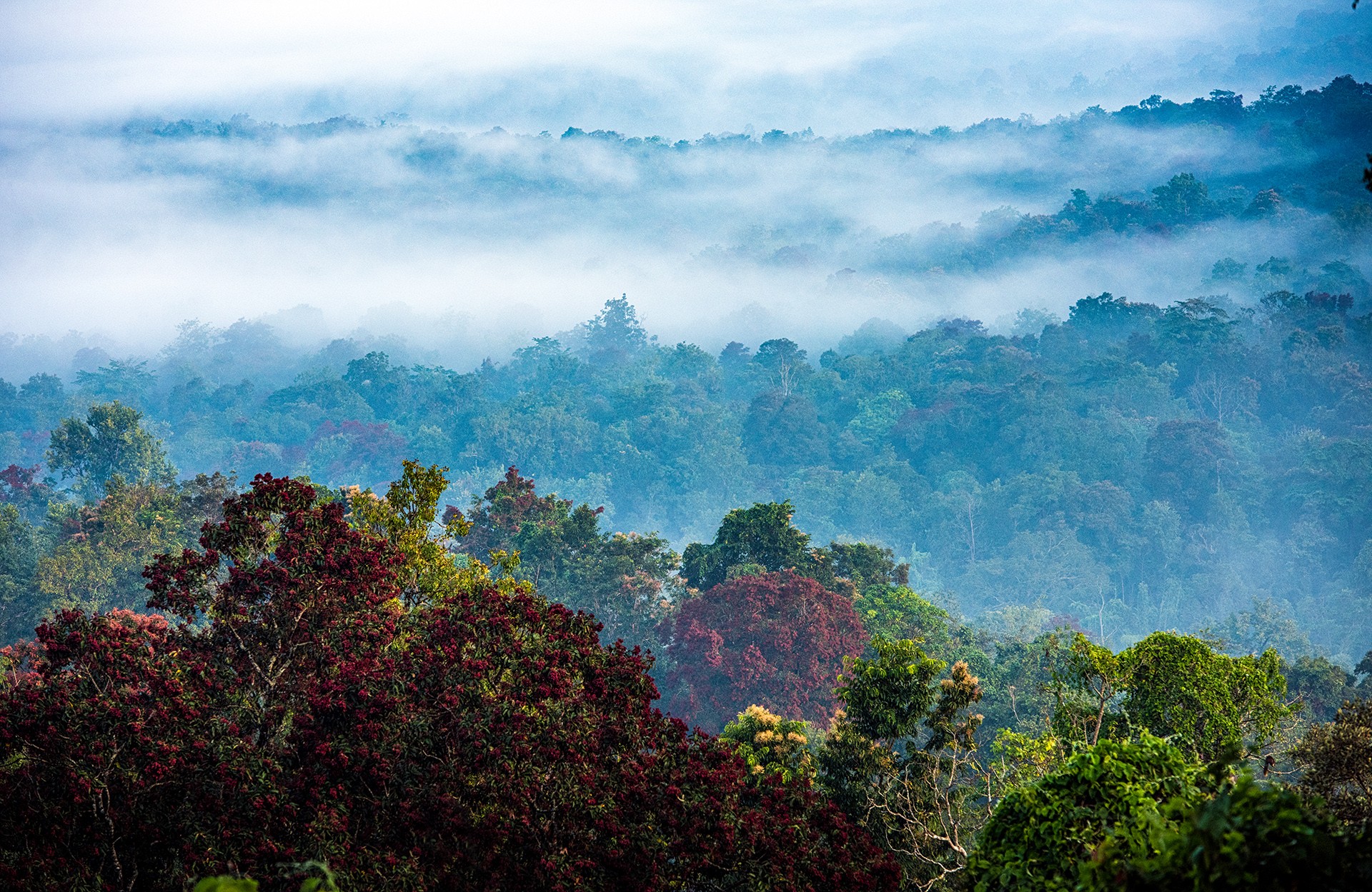 Sunil sachi bhadra rainforests - The Wild Nation – Rainforests | Nature inFocus