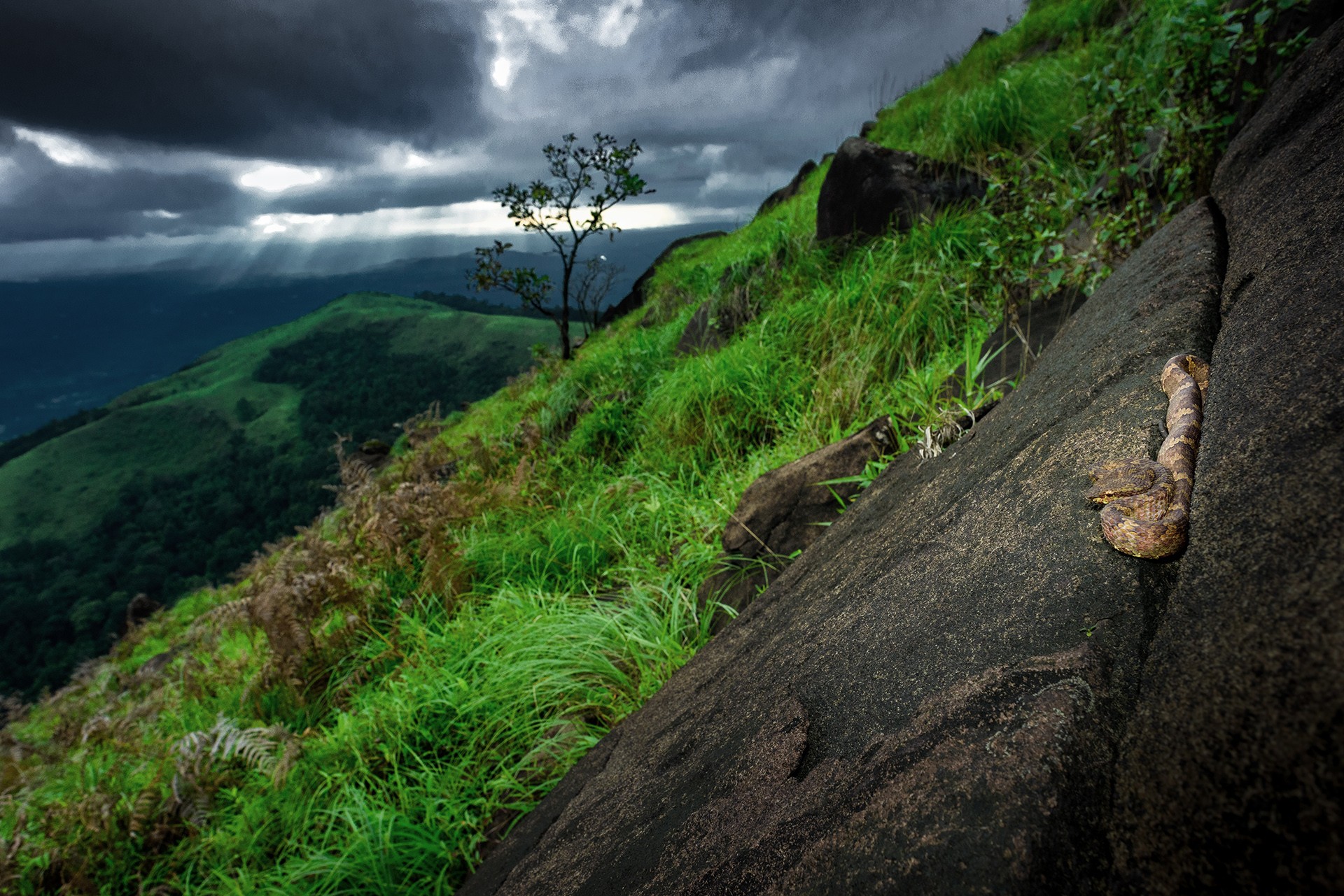 Sunil sachi viper rainforests - The Wild Nation – Rainforests | Nature inFocus