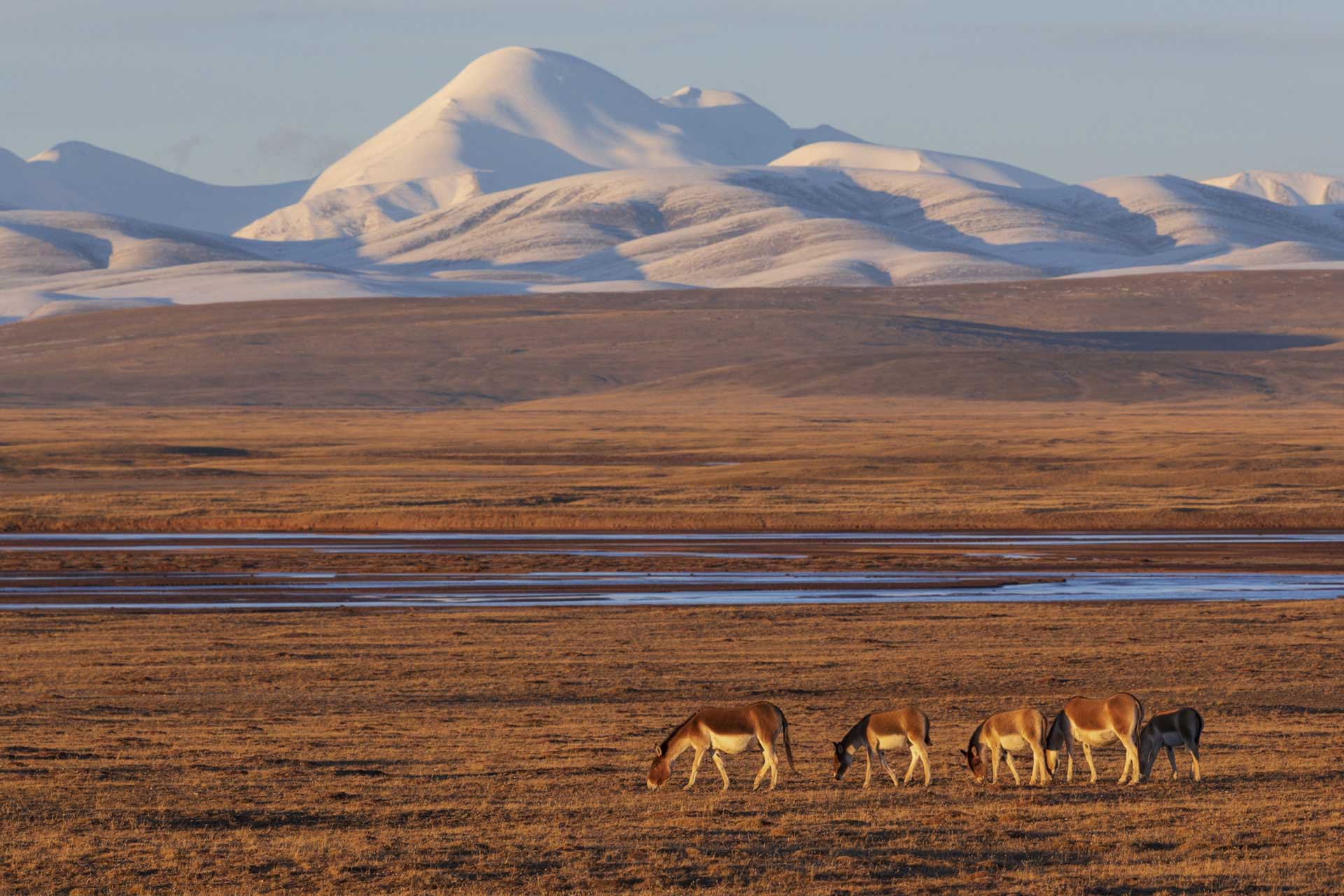 Asian Wild Ass or Kiang in Kekexili Nature Reserve