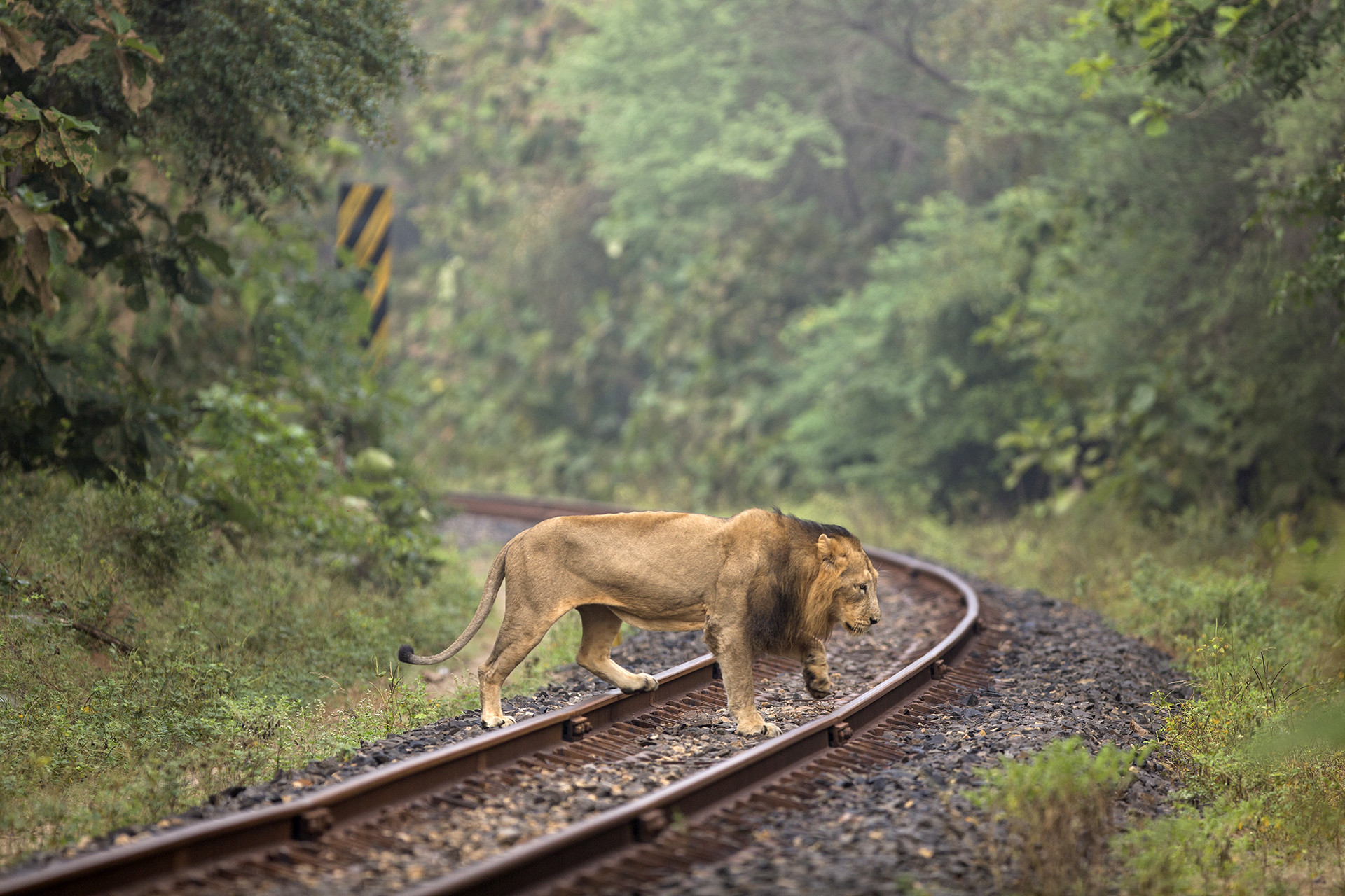 Asiatic Lion crossing railway track in Sasan Gir National Park, Gujarat