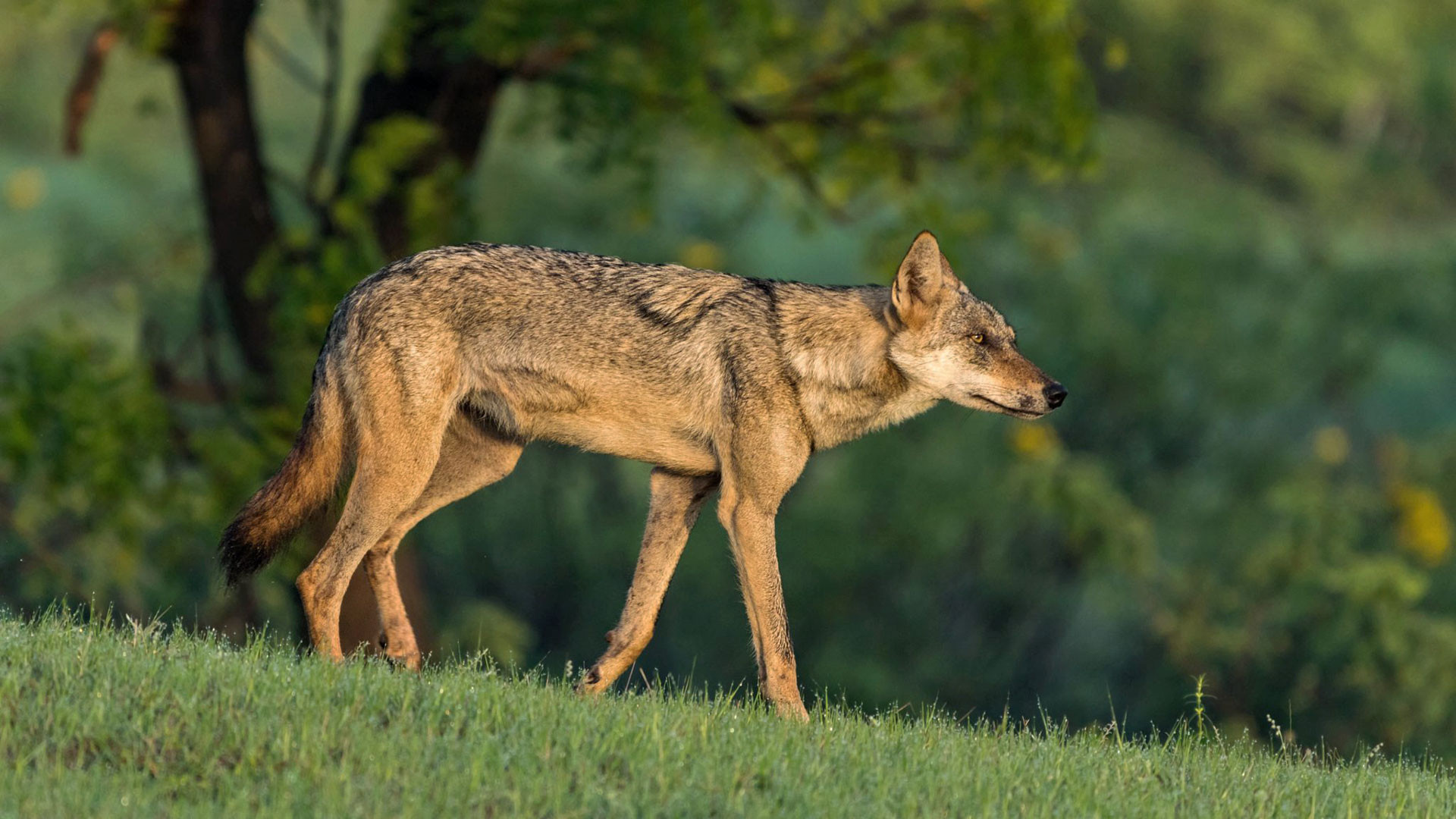 Telangana Sushant Jadhav x | Nature Infocus