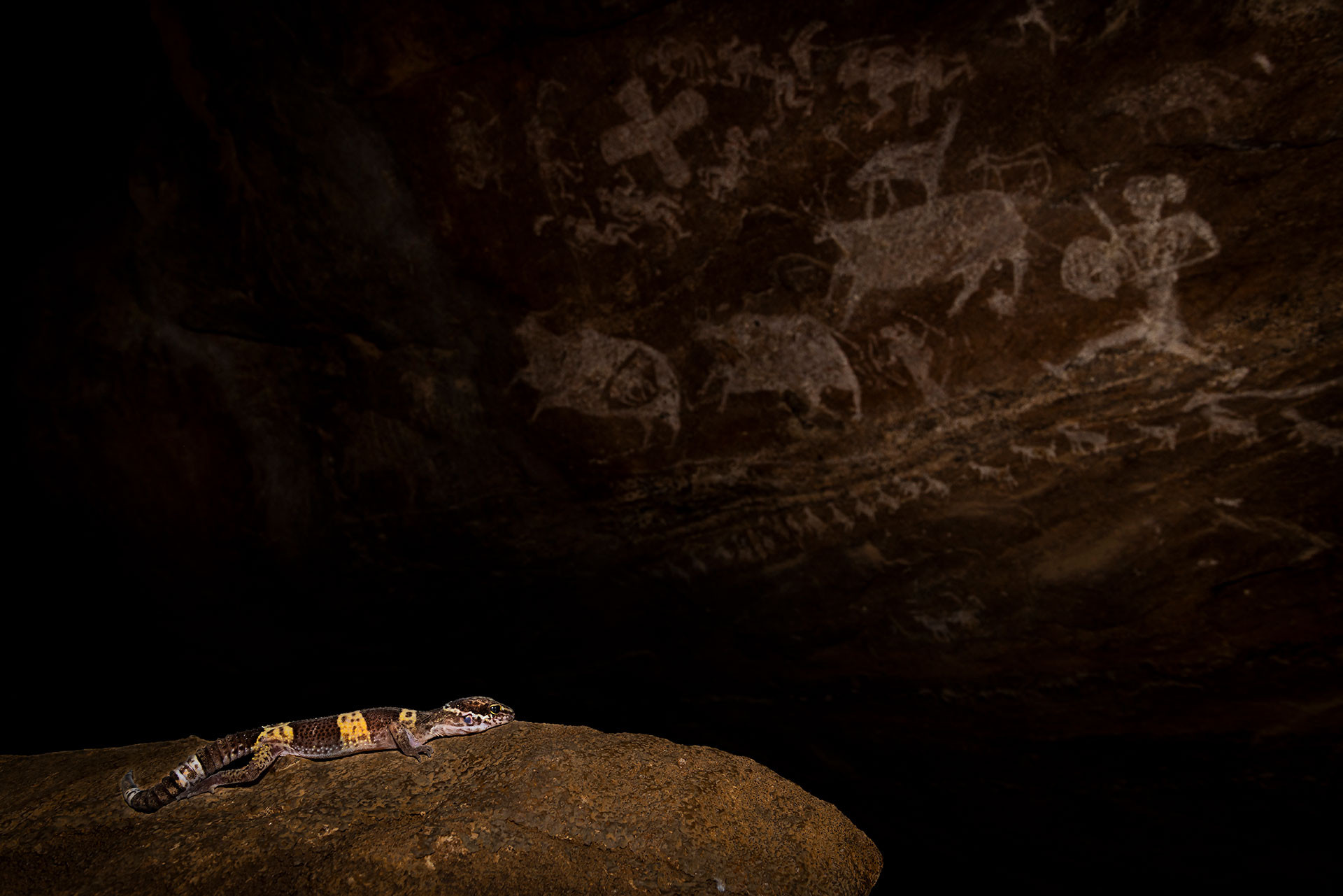 Satpura Leopard Gecko in Pachmarhi Cave