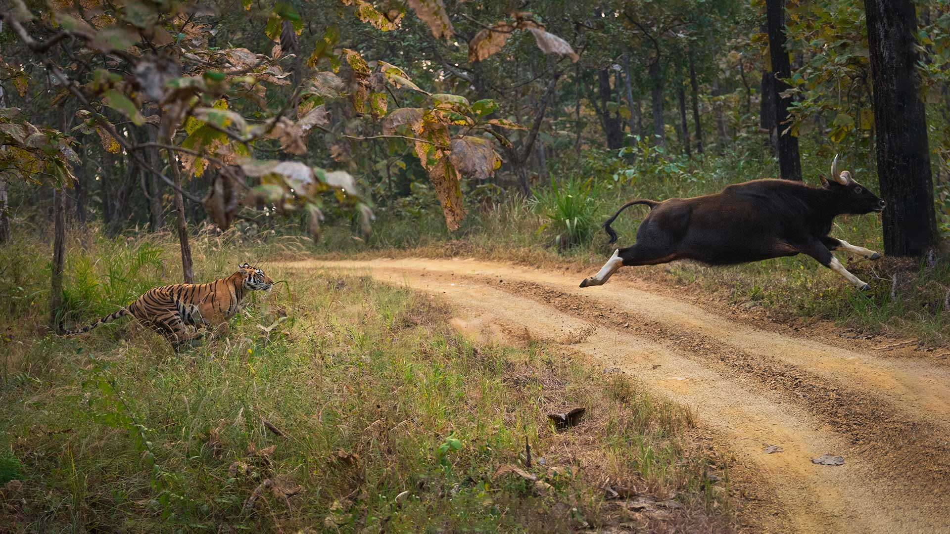 Tiger hunting a gaur in Satpura