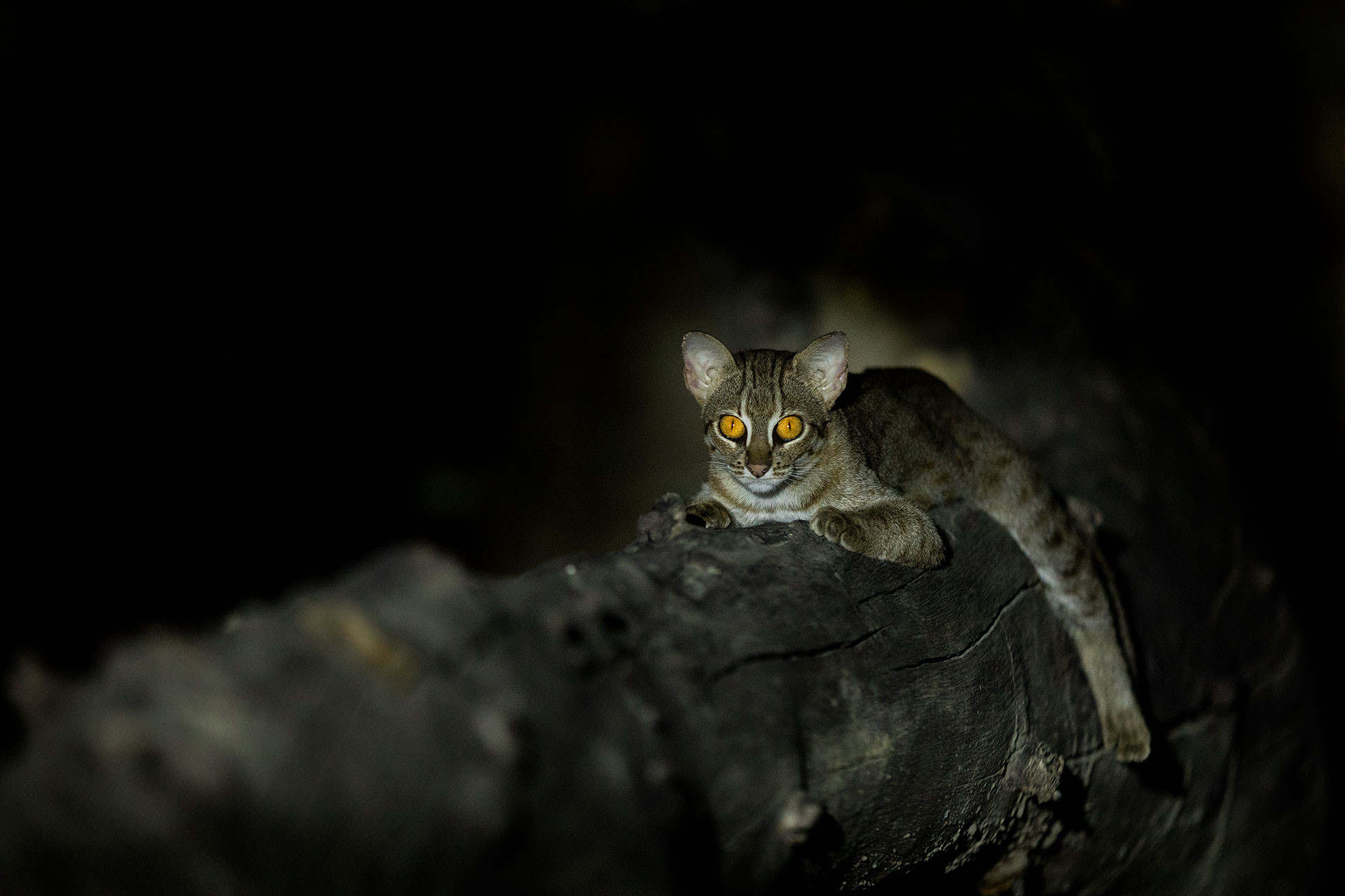 Rusty Spotted Cat in Satpura