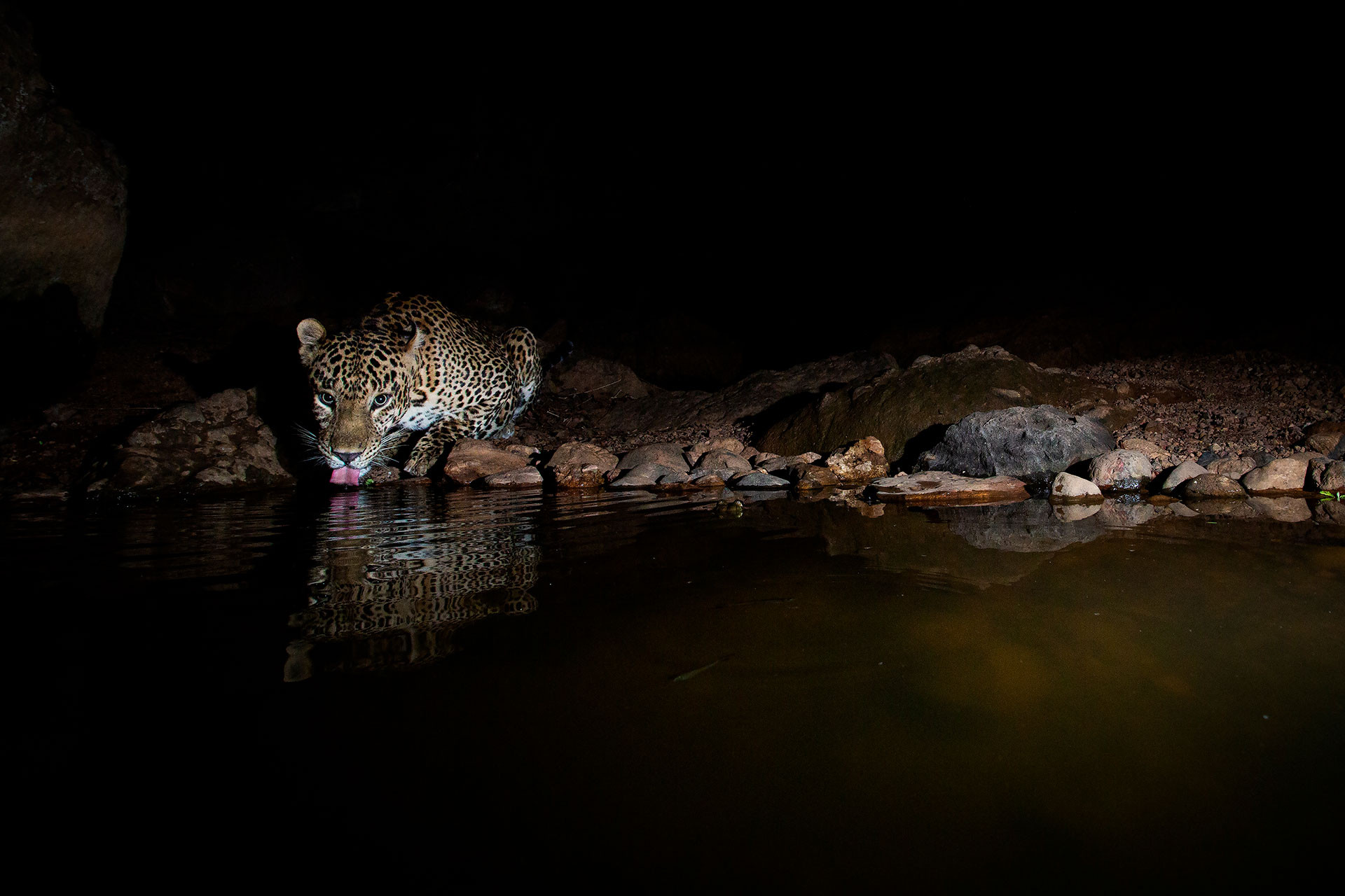 Leopard at a watering hole in Satpura