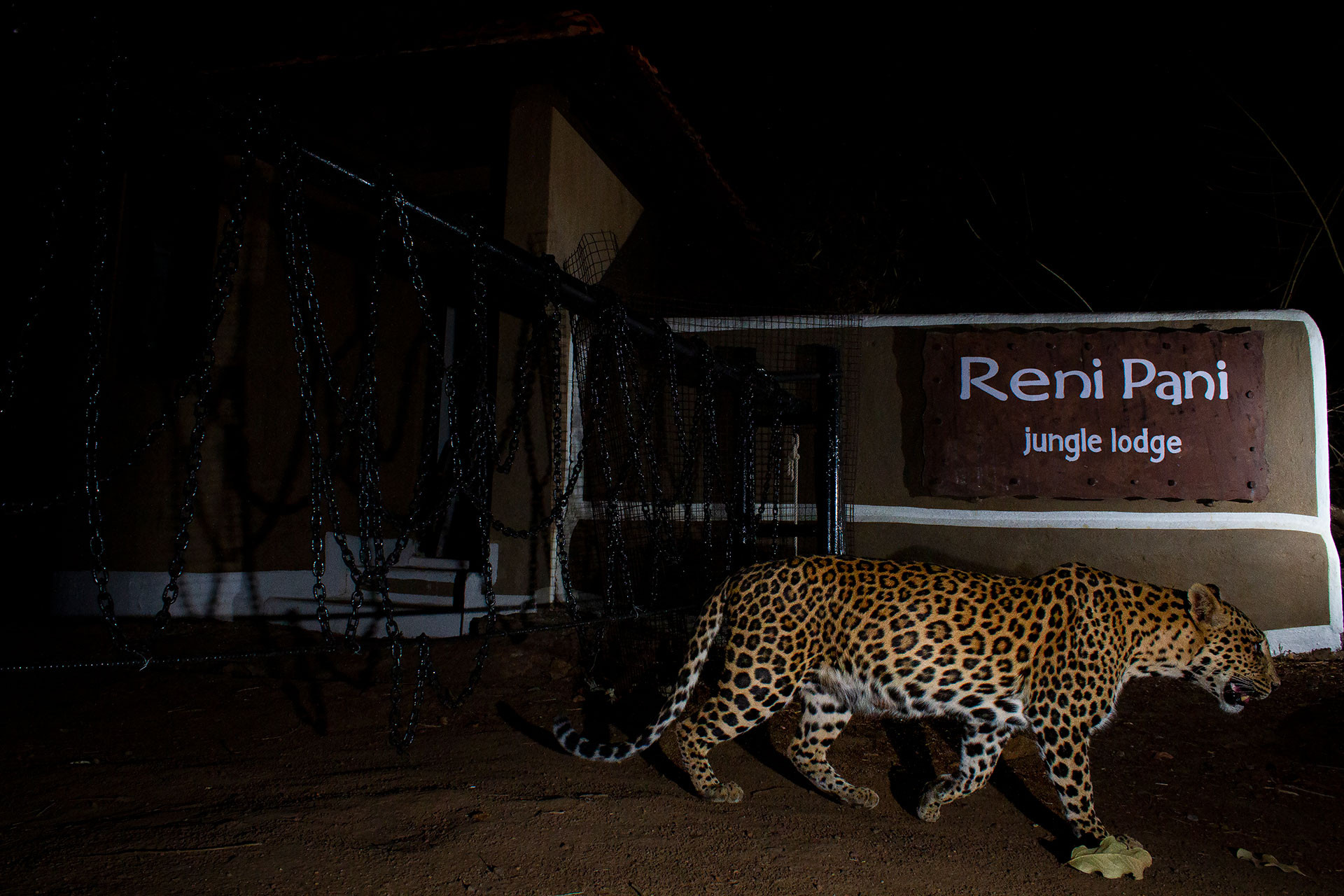 Leopard near Reni Pani Jungle Lodge Satpura