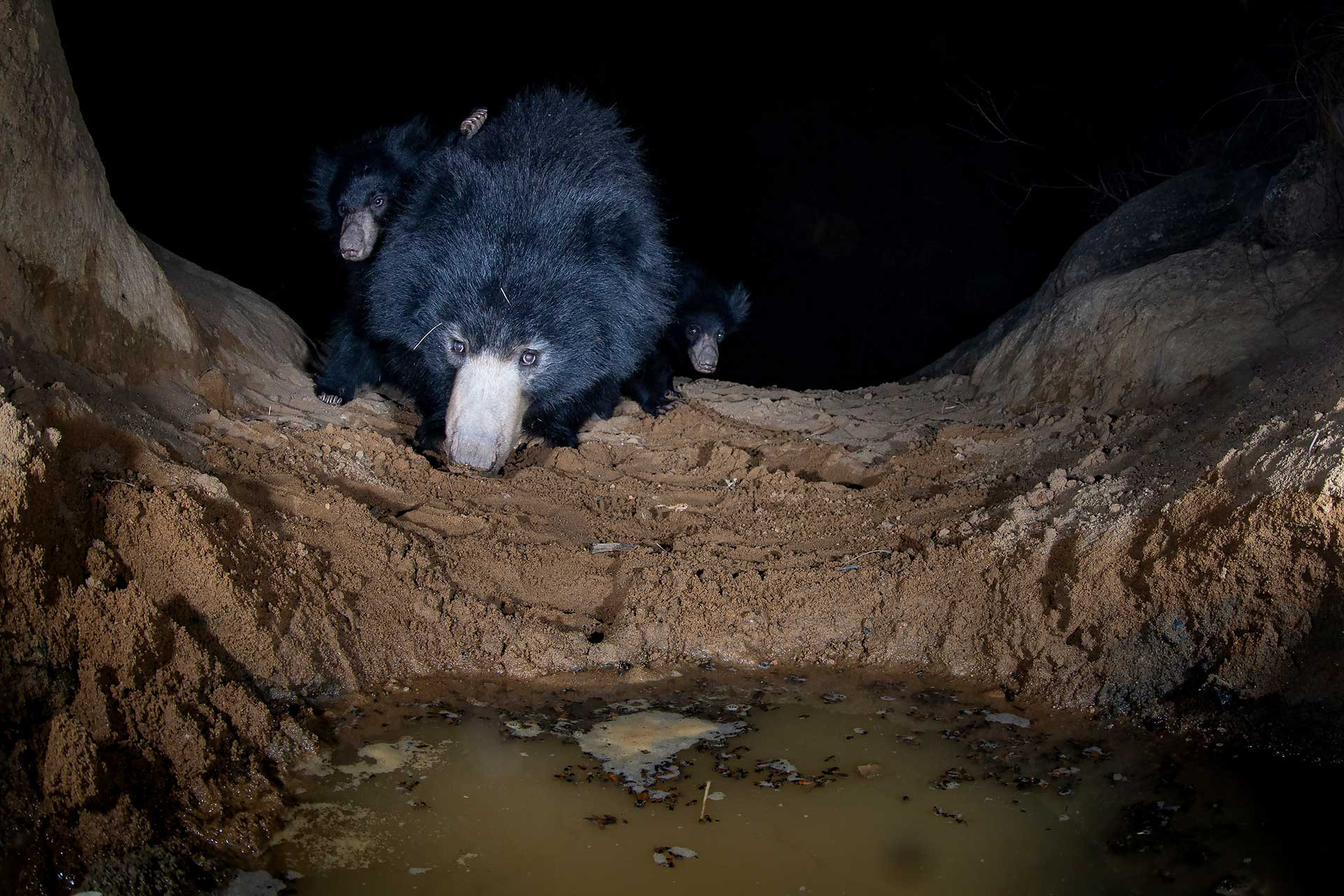 Female Sloth Bear with cubs