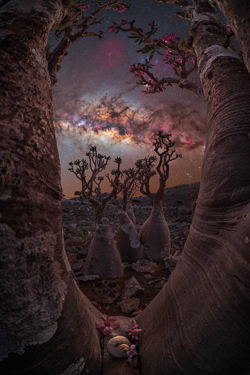 THE BOTTLE TREE PORTAL BENJAMIN BARAKAT | Nature Infocus