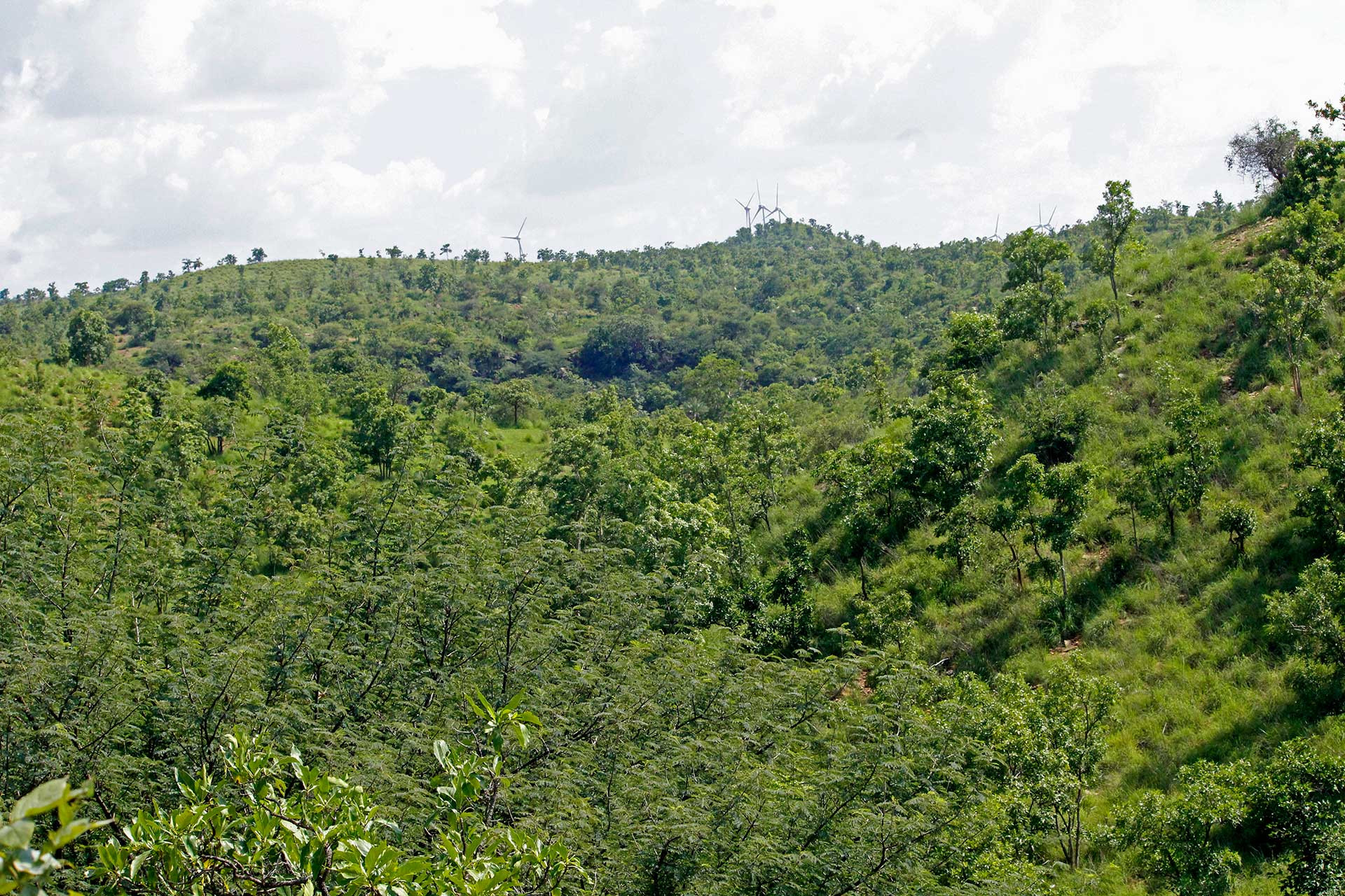 Timbaktu Forest view | Nature Infocus