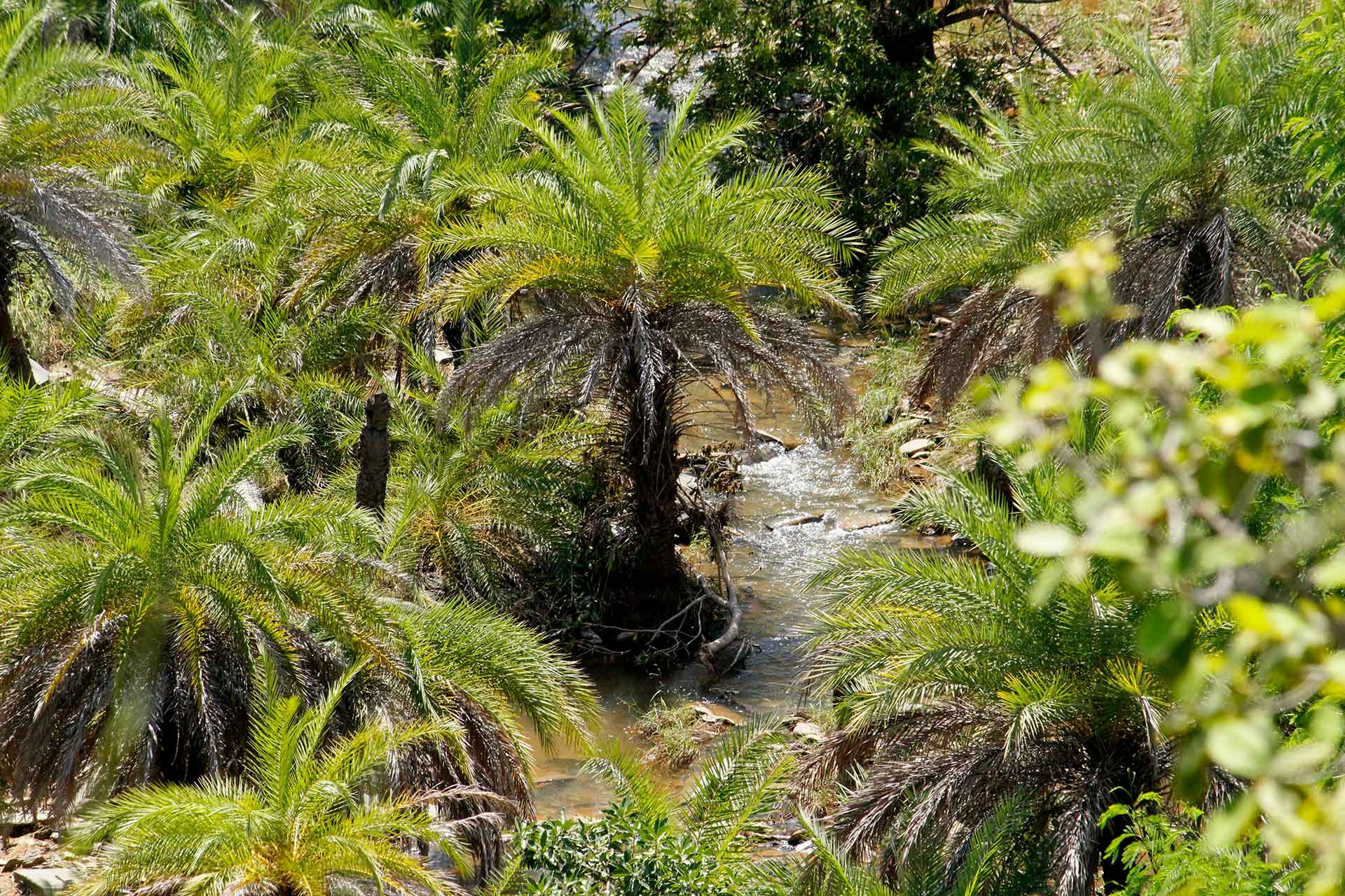 Timbaktu Neella matuku stream | Nature Infocus