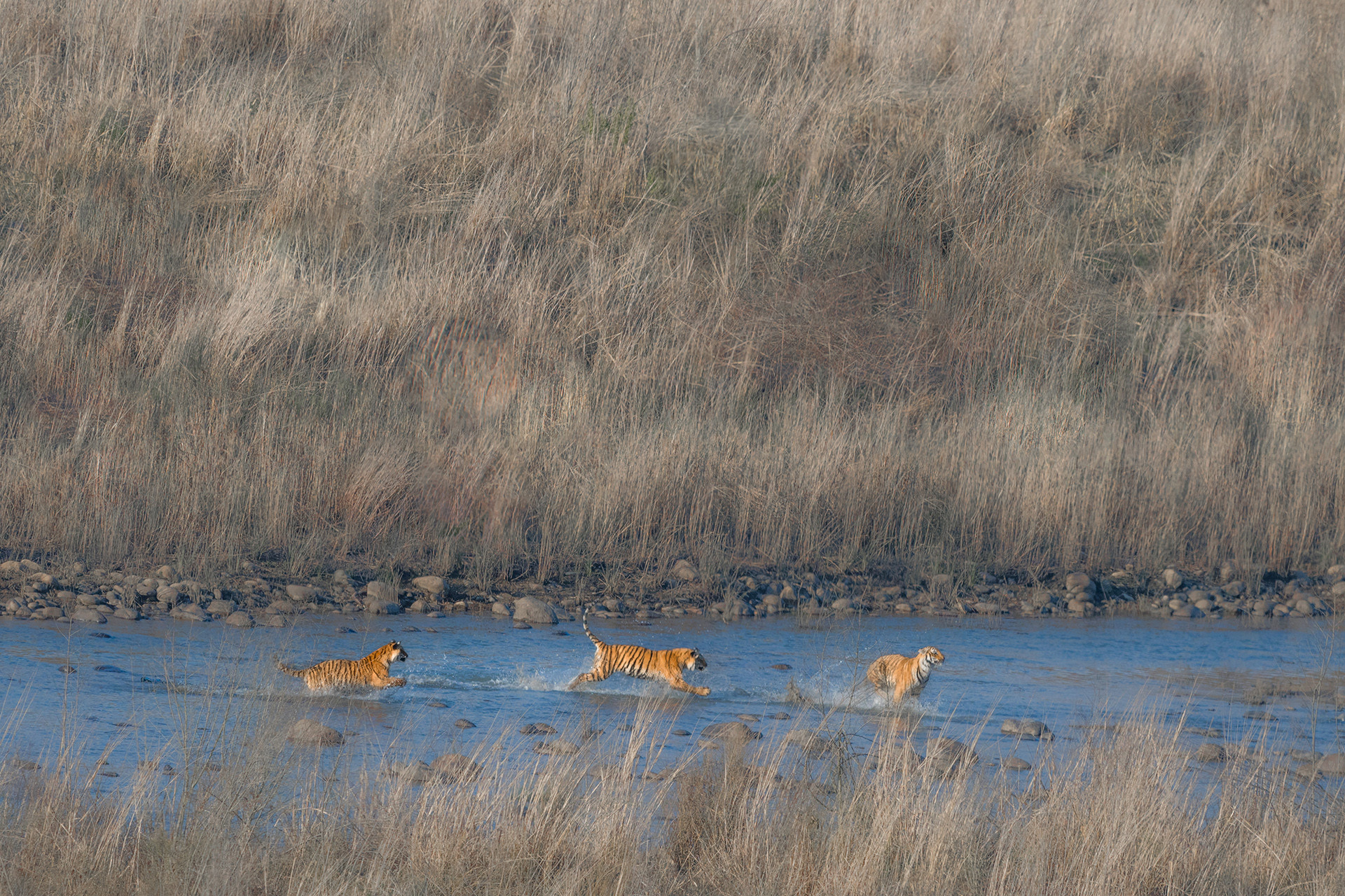 Tiger cubs playing in the water in Corbett National Park