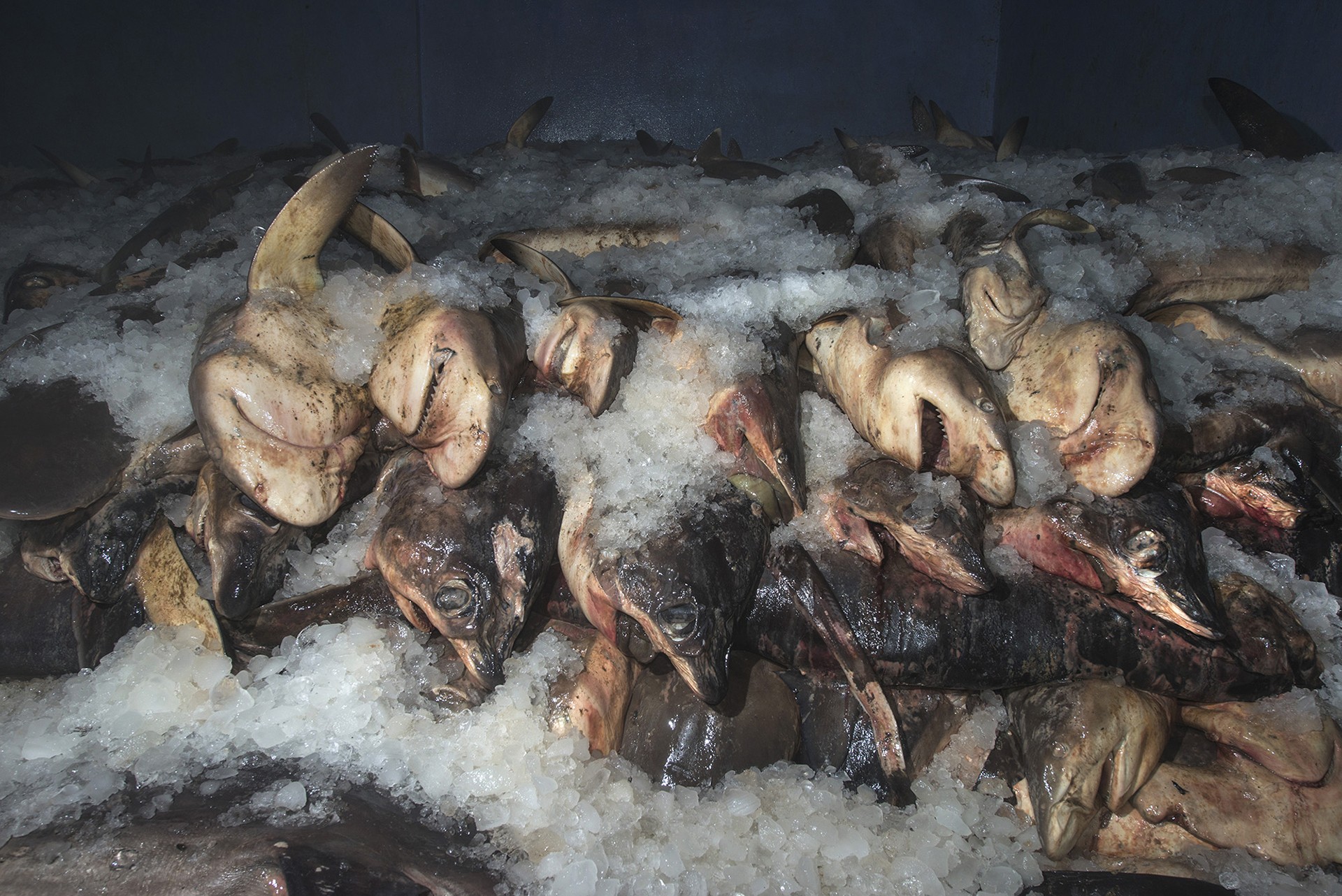 Umd sharkfisheries - The Sharks In Our Oceans | Nature inFocus