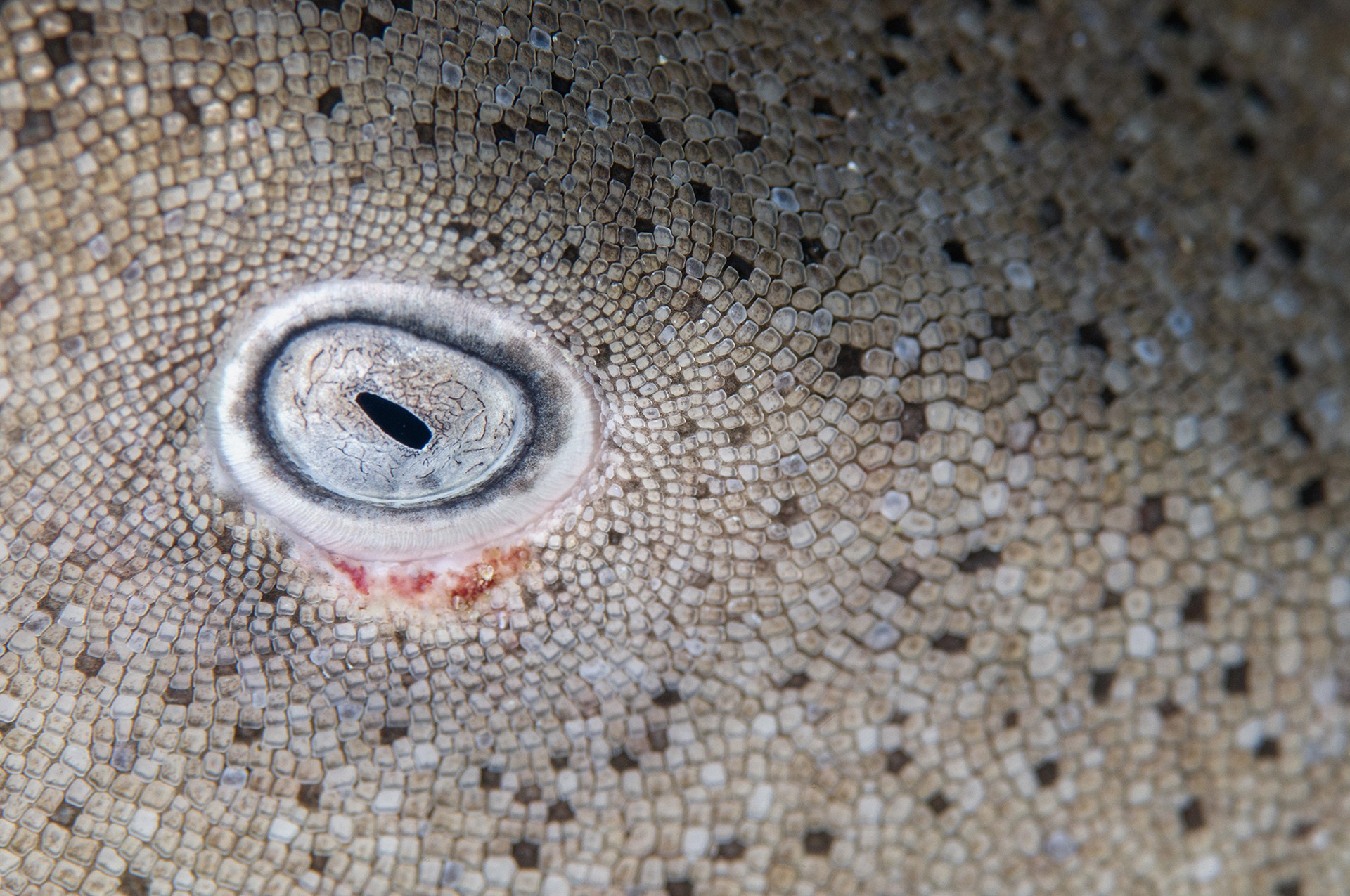 Umd nurseshark - The Sharks In Our Oceans | Nature inFocus