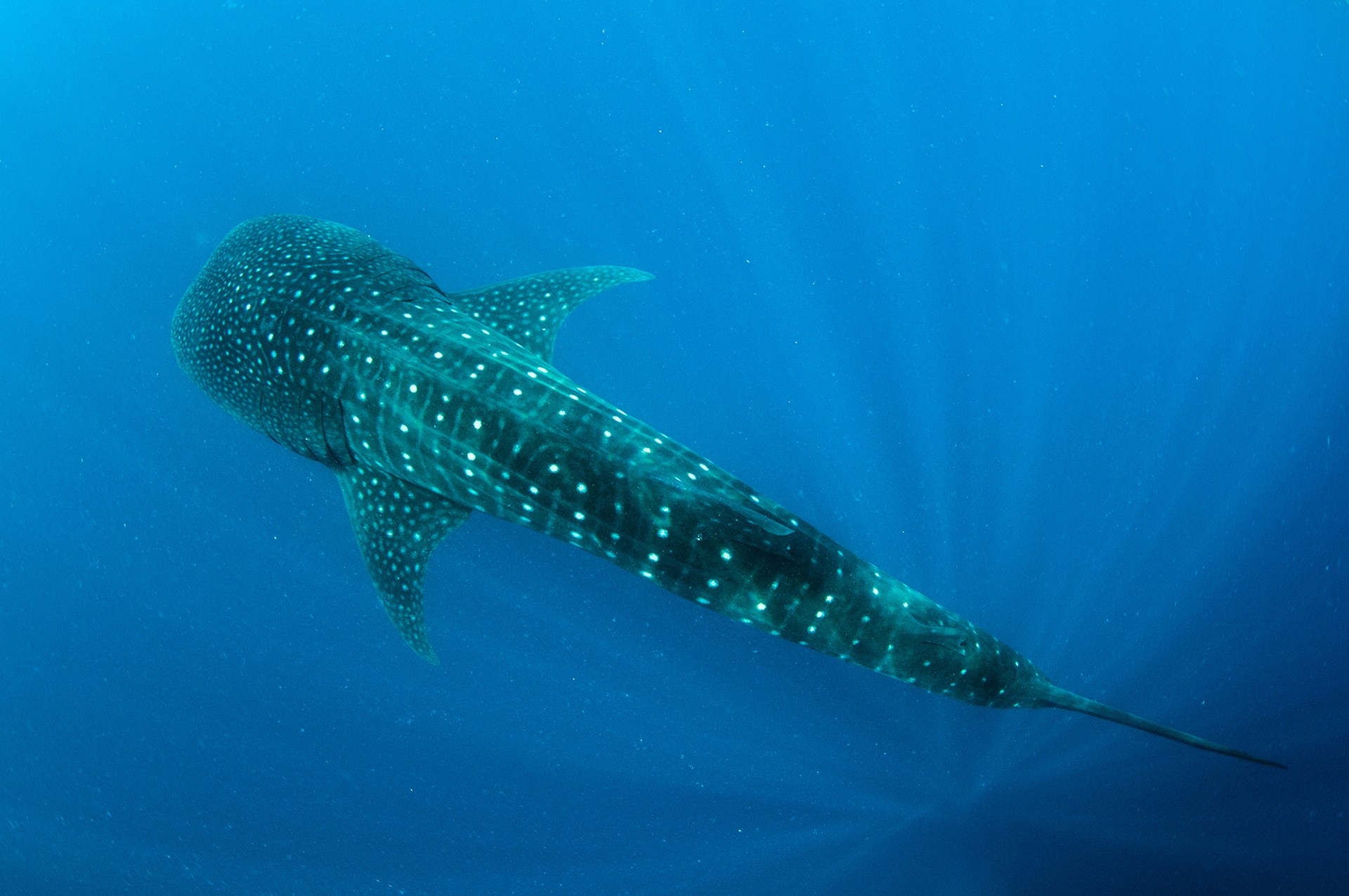 Umd whaleshark - The Sharks In Our Oceans | Nature inFocus