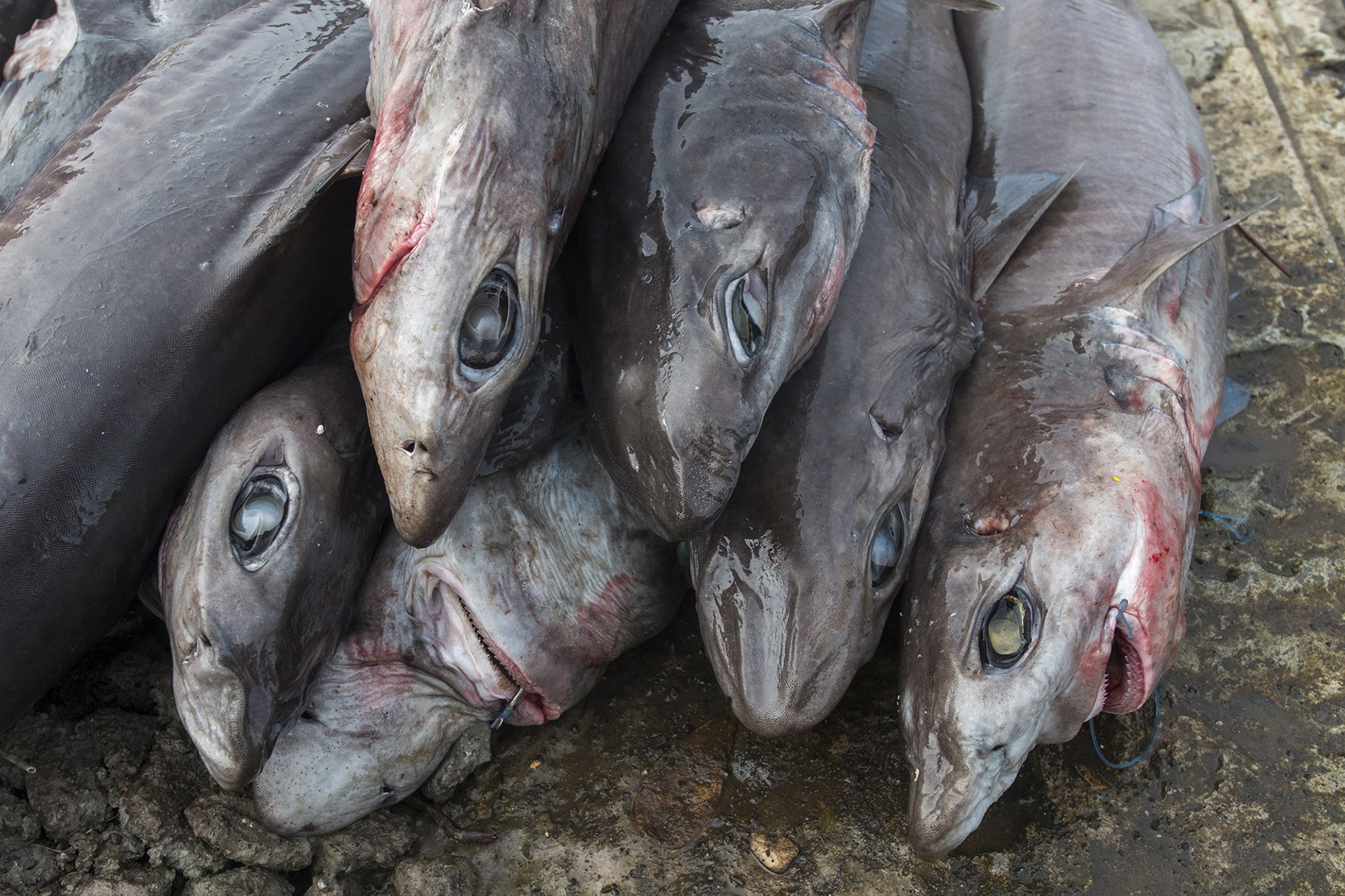 Umd sharkfisheries - The Sharks In Our Oceans | Nature inFocus