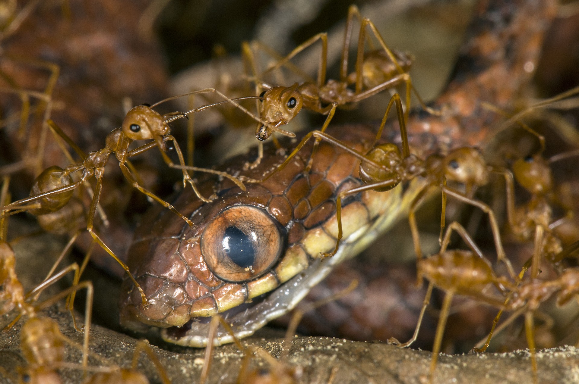 Umeed mistry ants rainforest - The Wild Nation – Rainforests | Nature inFocus