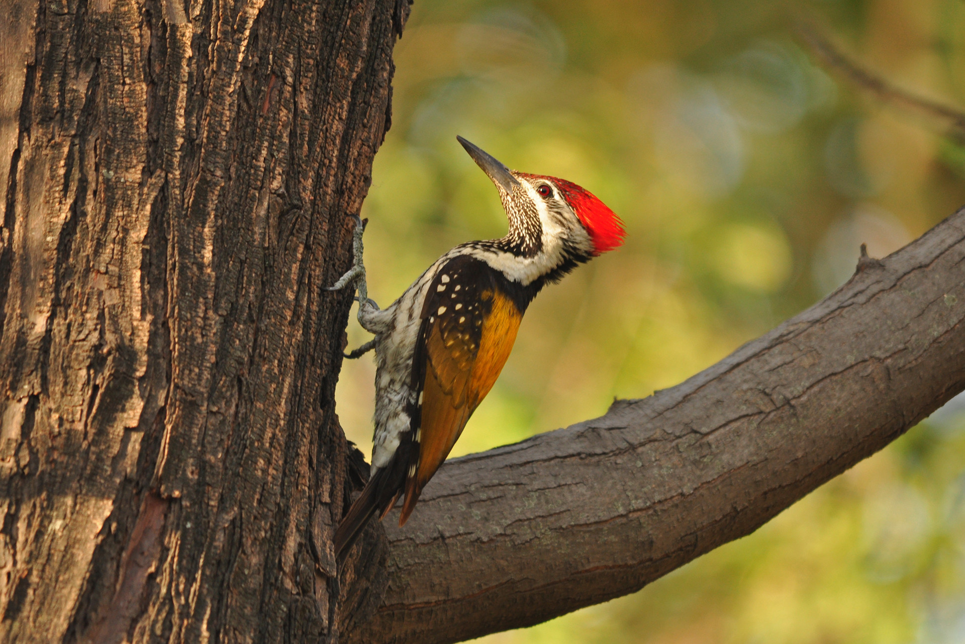 Urban area black rumped flameback - 13 Places To Go Birdwatching In Indore | Nature inFocus