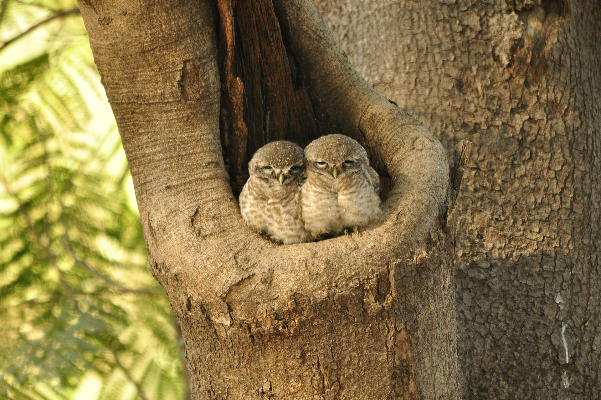 Urban area spotted owlet - 13 Places To Go Birdwatching In Indore | Nature inFocus