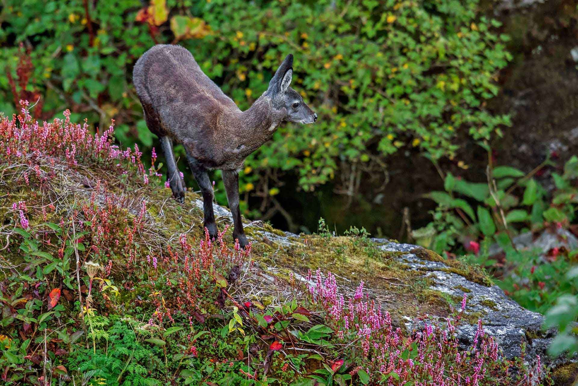      Uttarakhand MuskDeer Kushankur Bhattacharya | Nature Infocus