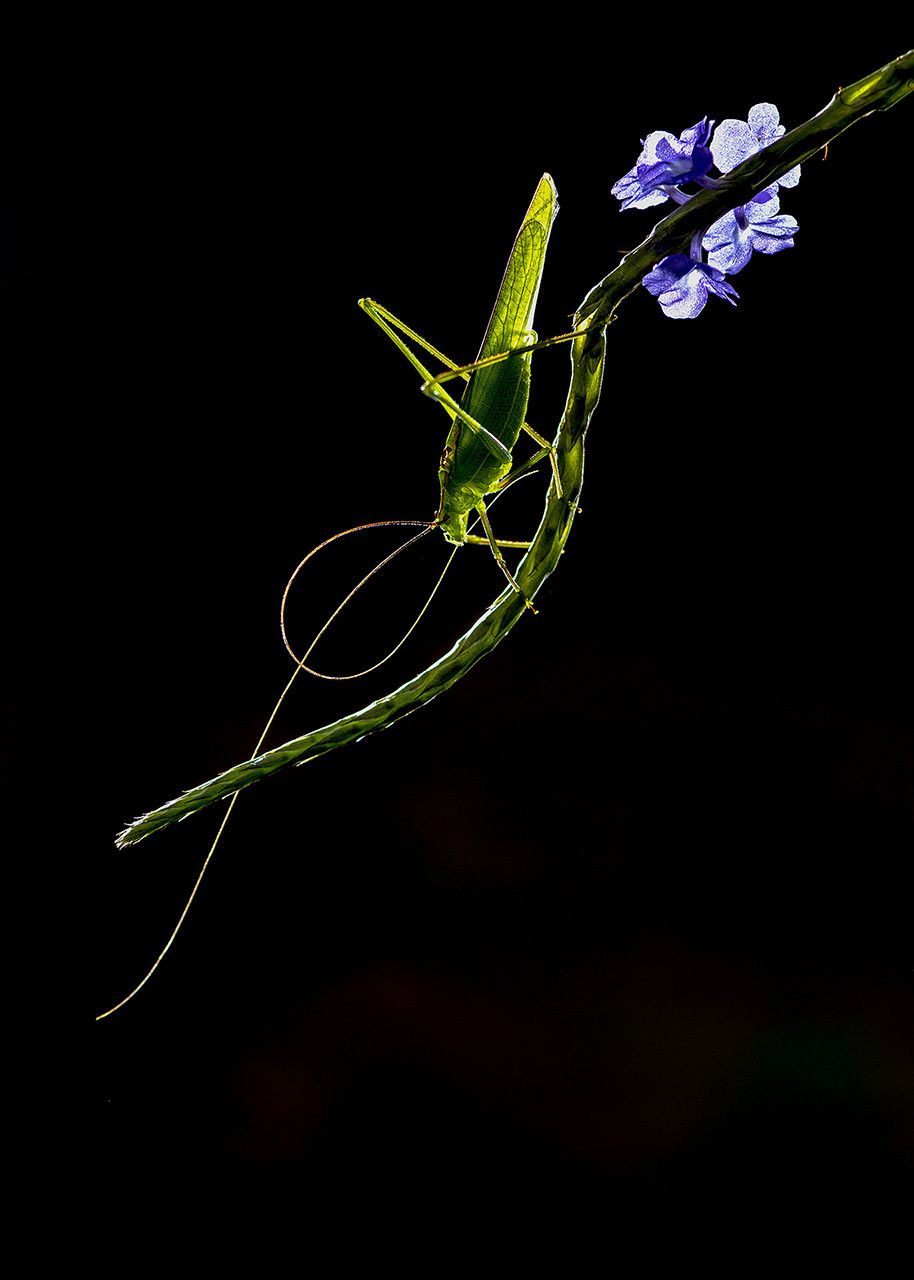      v    Anagha Mohan dsc     | Nature Infocus