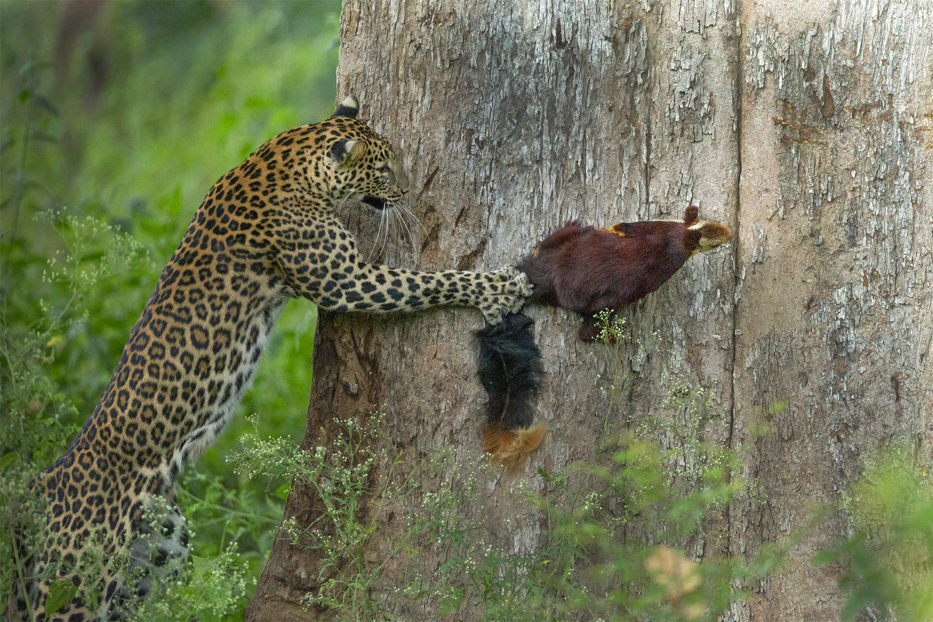      v    Priyanka Rahut Mitra   u     | Nature Infocus