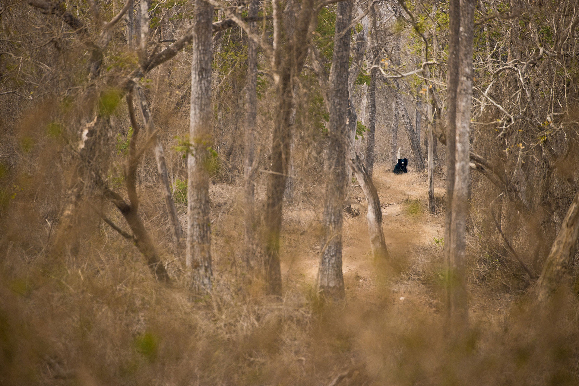      v    Divya Dwarak img              | Nature Infocus