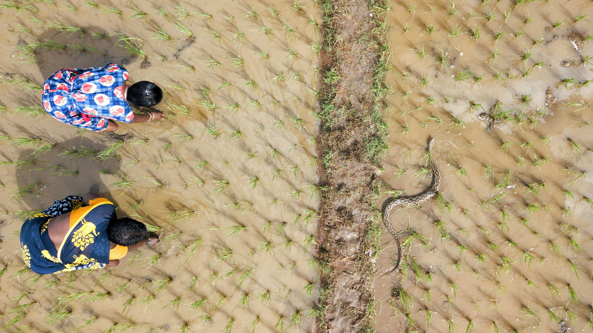      v    Gnaneswar Ch dji         | Nature Infocus
