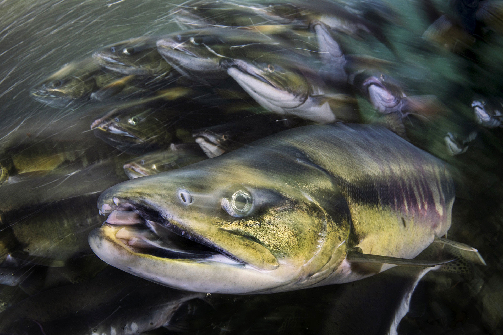      v    Magnus Lundgren pack of salmons wanderlust     px   | Nature Infocus