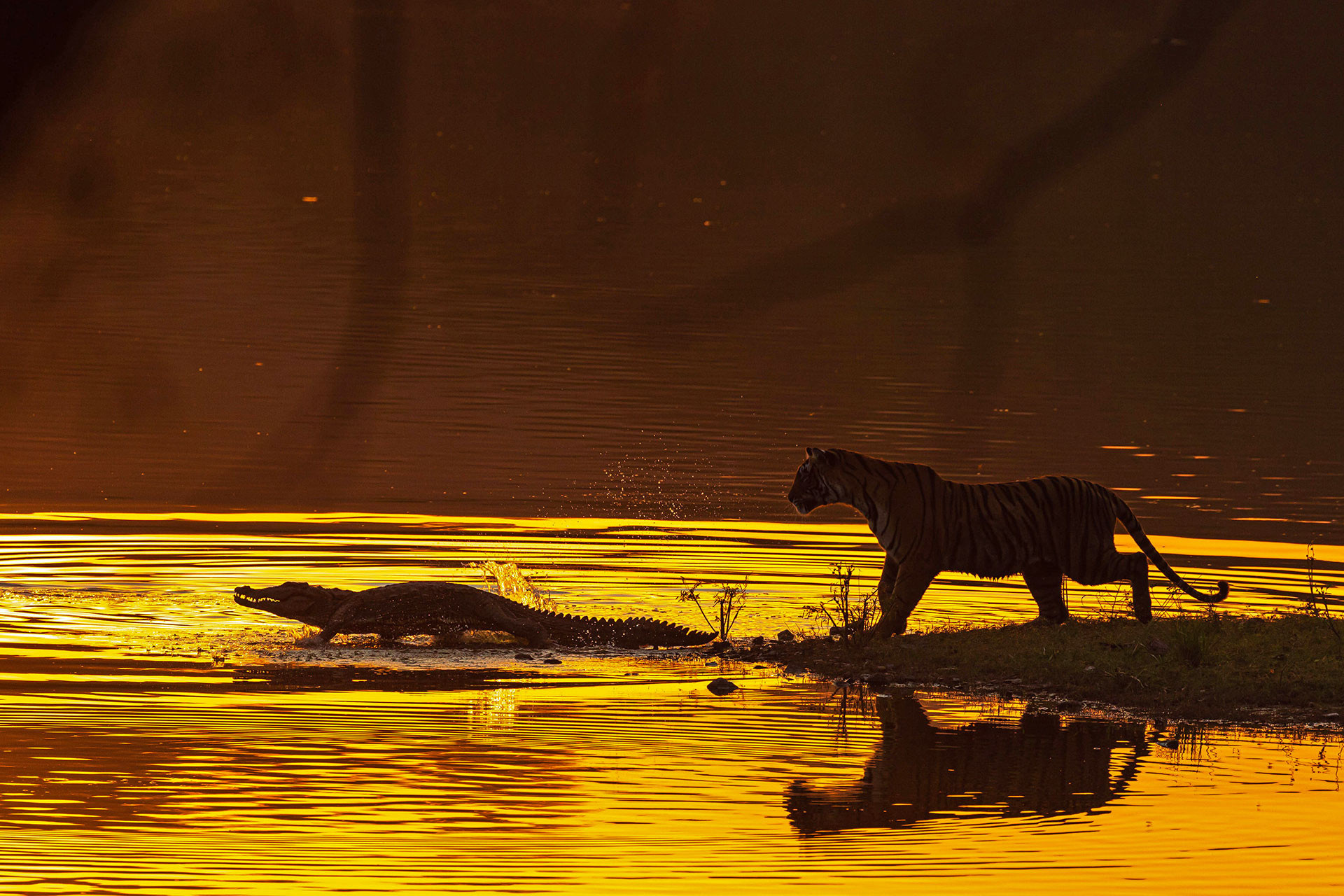      v    Rajat Subhra Pramanick  t a      | Nature Infocus