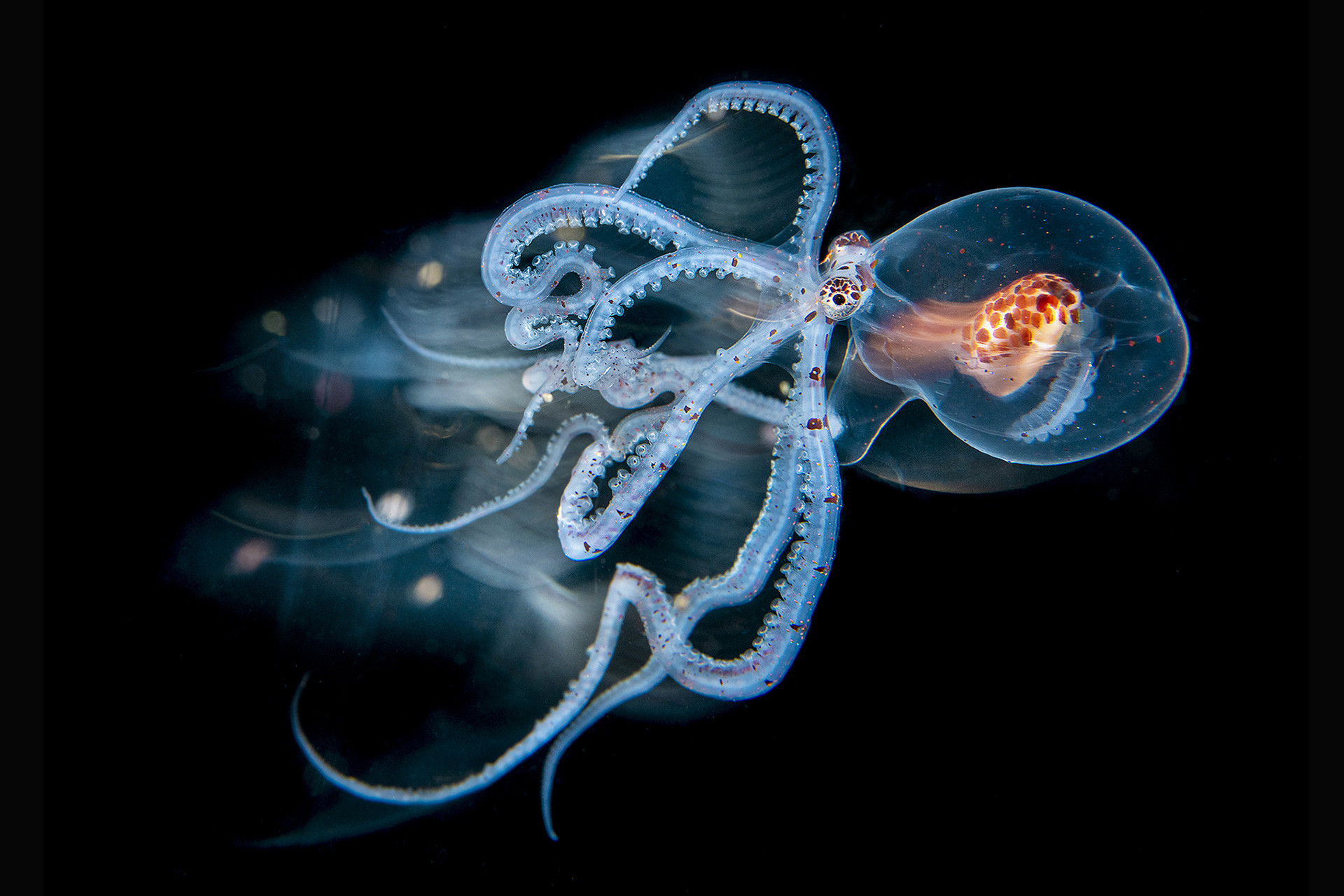      v    Magnus Lundgren mlu                   s v      px adobergb | Nature Infocus