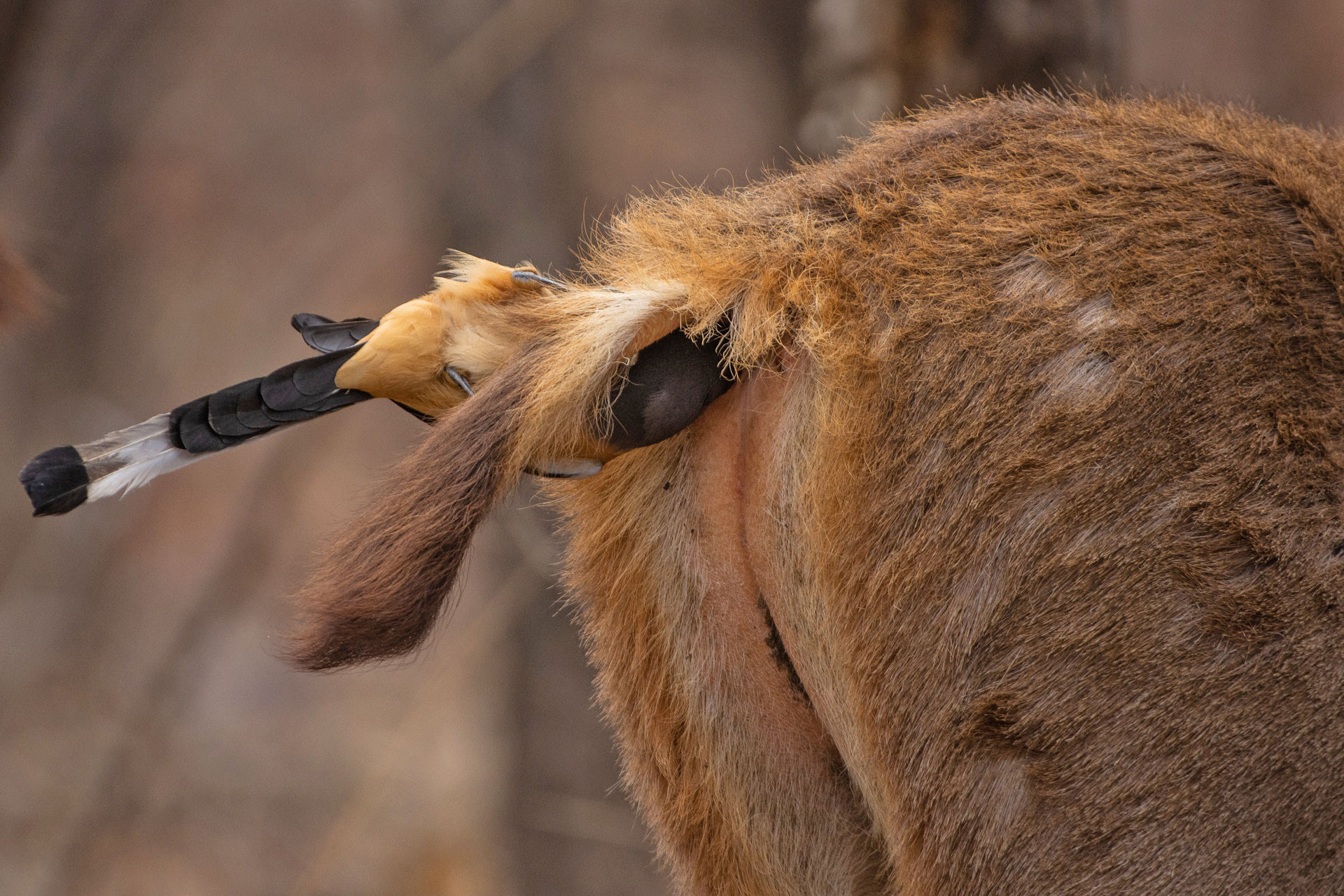      v    Shashwat Mohapatra treepie | Nature Infocus