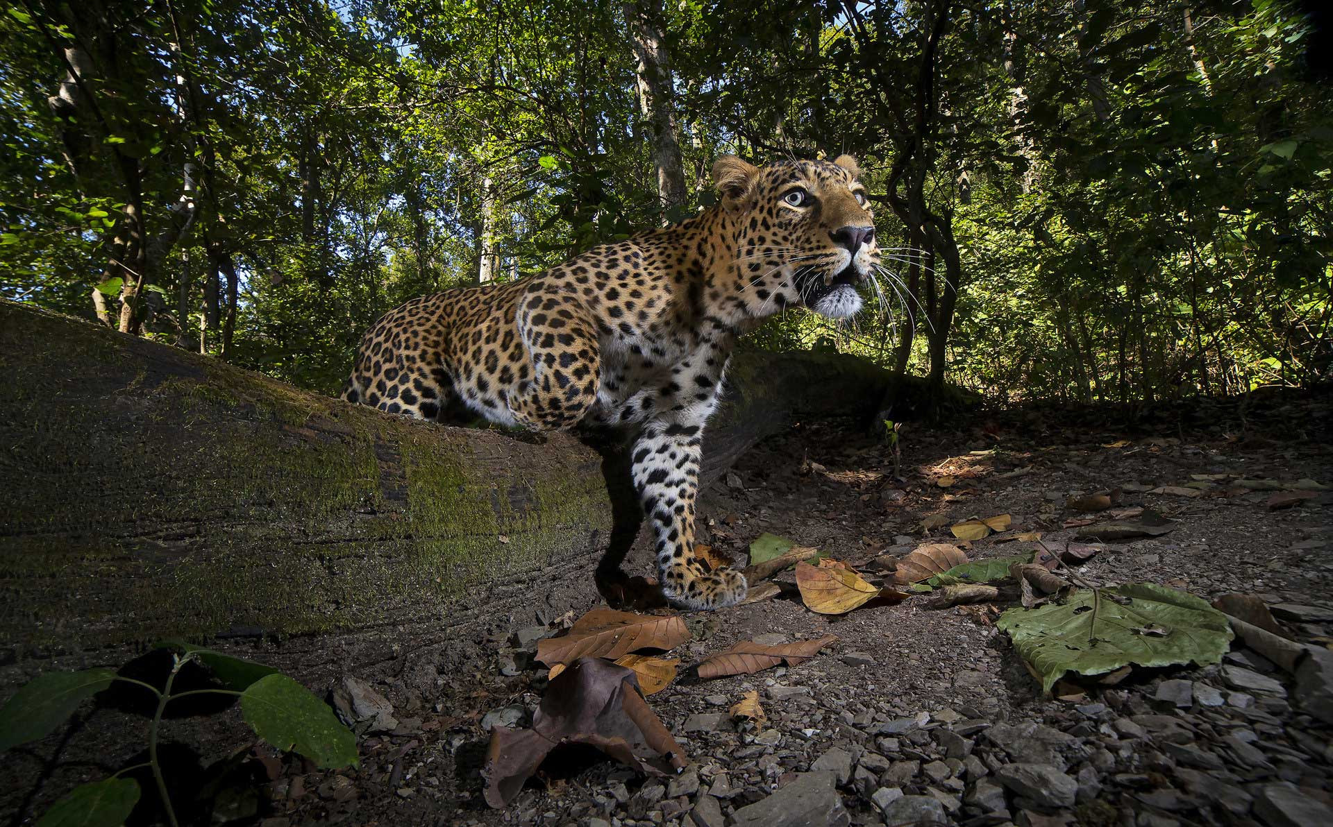      v    Shivang Mehta mg      | Nature Infocus