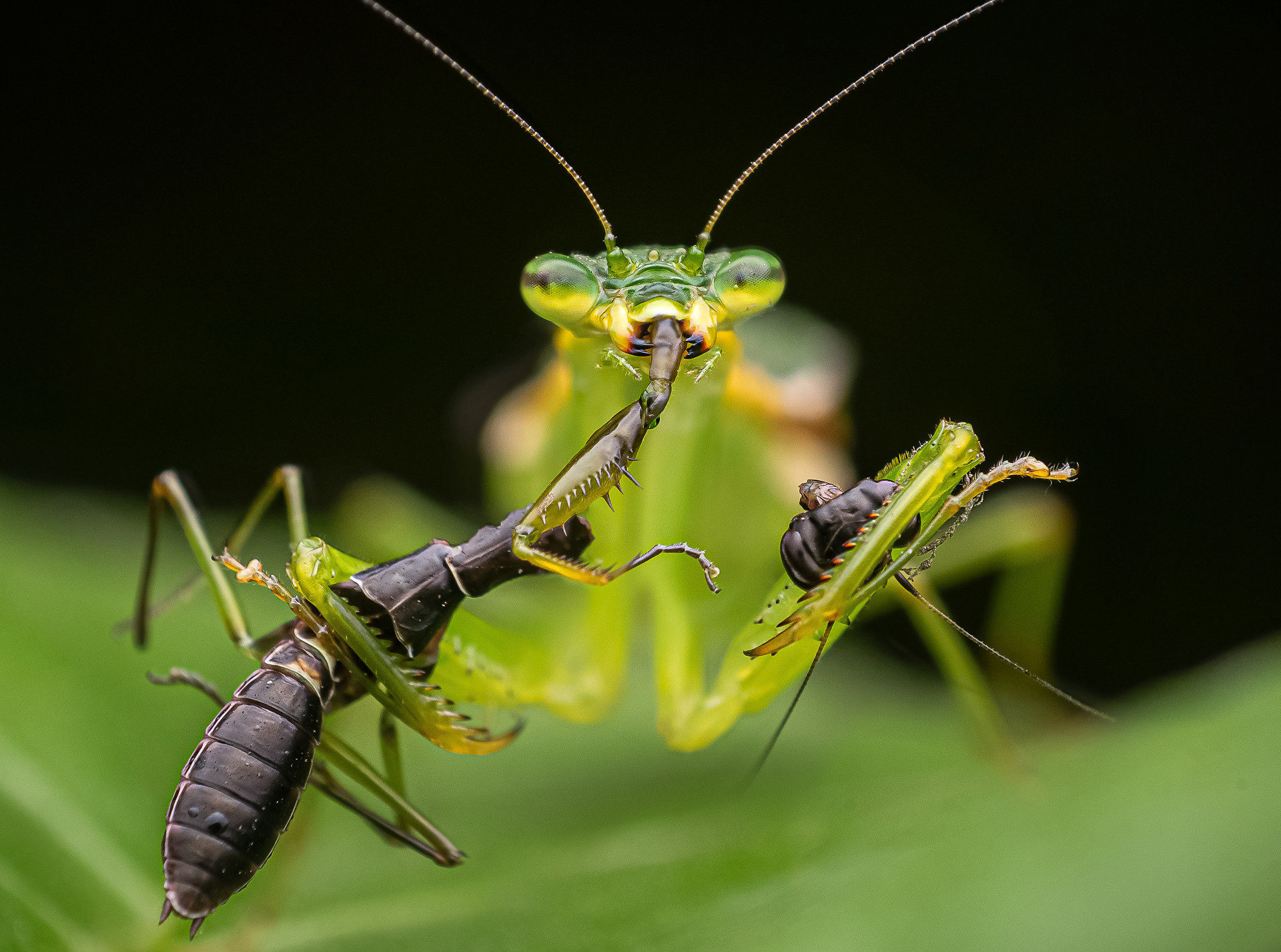      v    Shuvam Sadhukhan dsc          | Nature Infocus