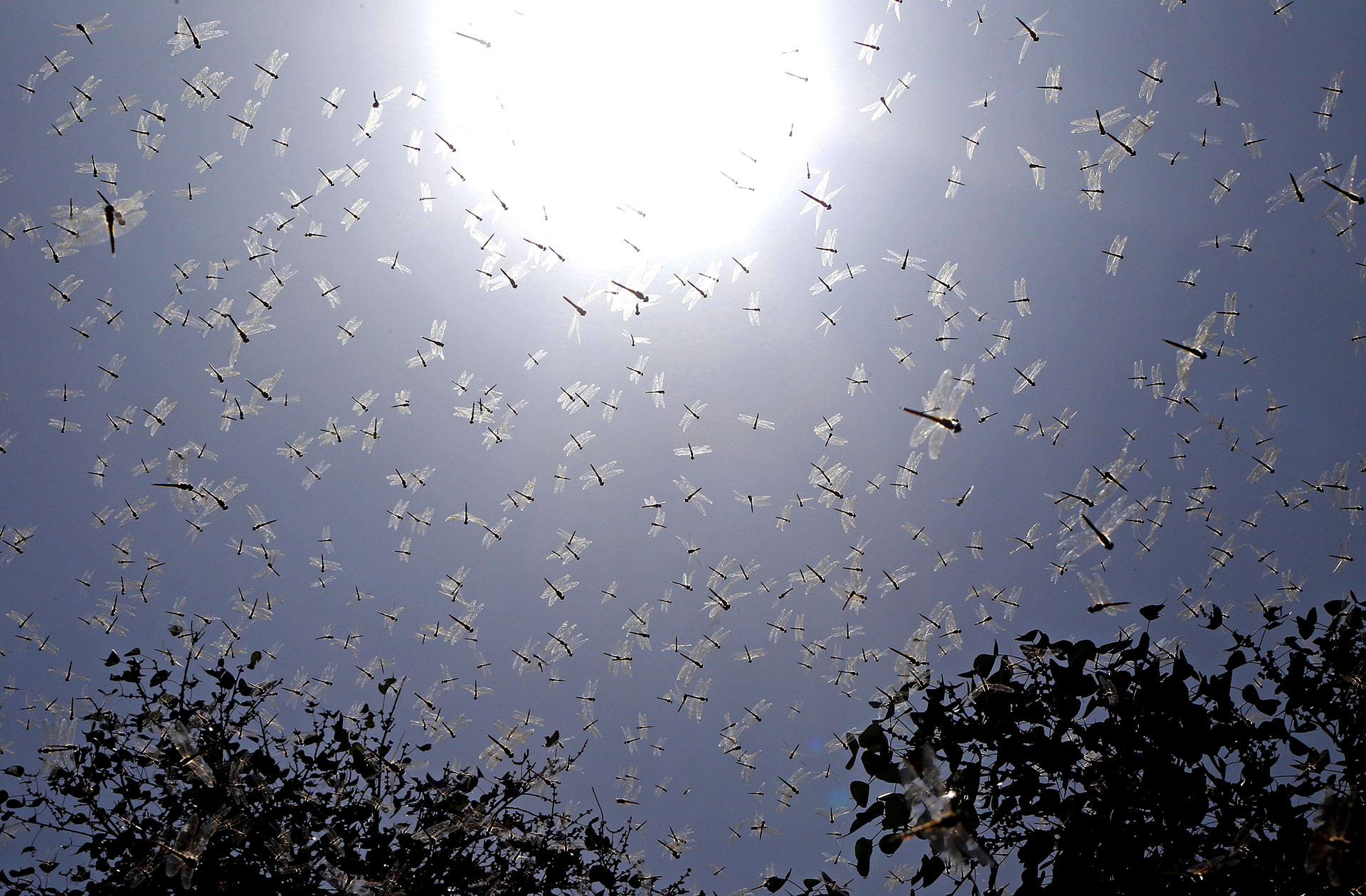      v    Jackson Johnson swarm of dragonflies new | Nature Infocus