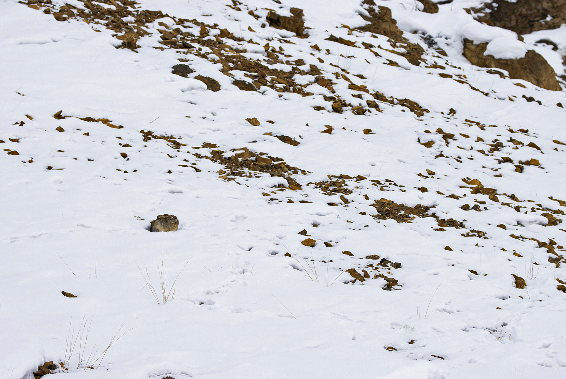      v    Indranil Basu Mallick inner peace wooly hare | Nature Infocus