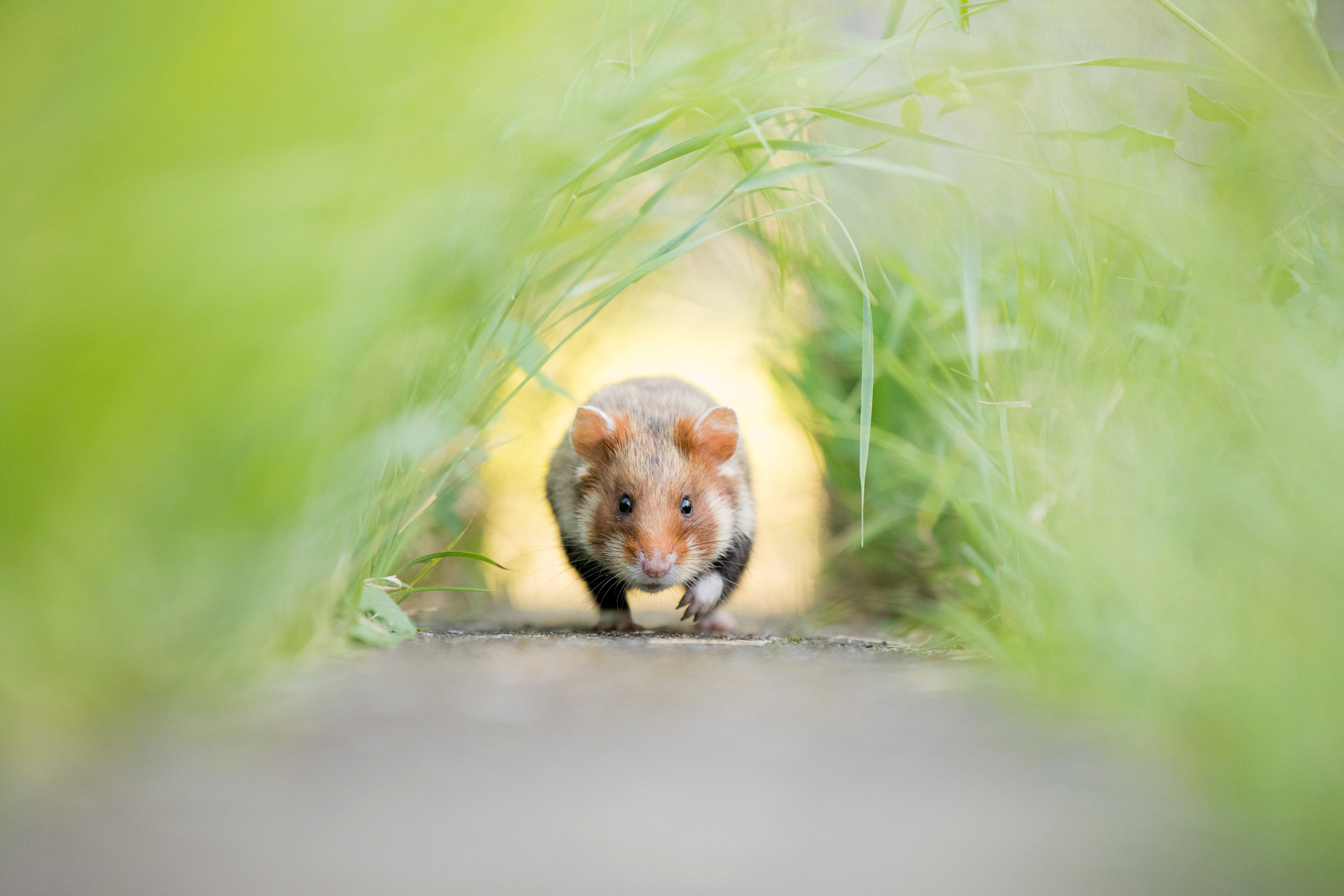      v    Kai Kolodziej dsc      | Nature Infocus