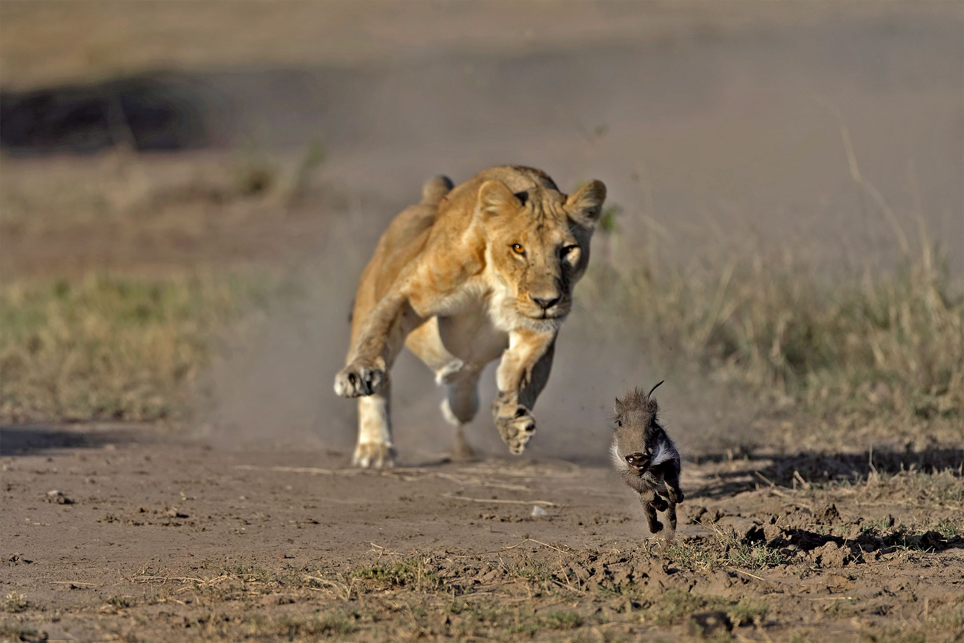      v    Kushal Guttedar behaviour | Nature Infocus