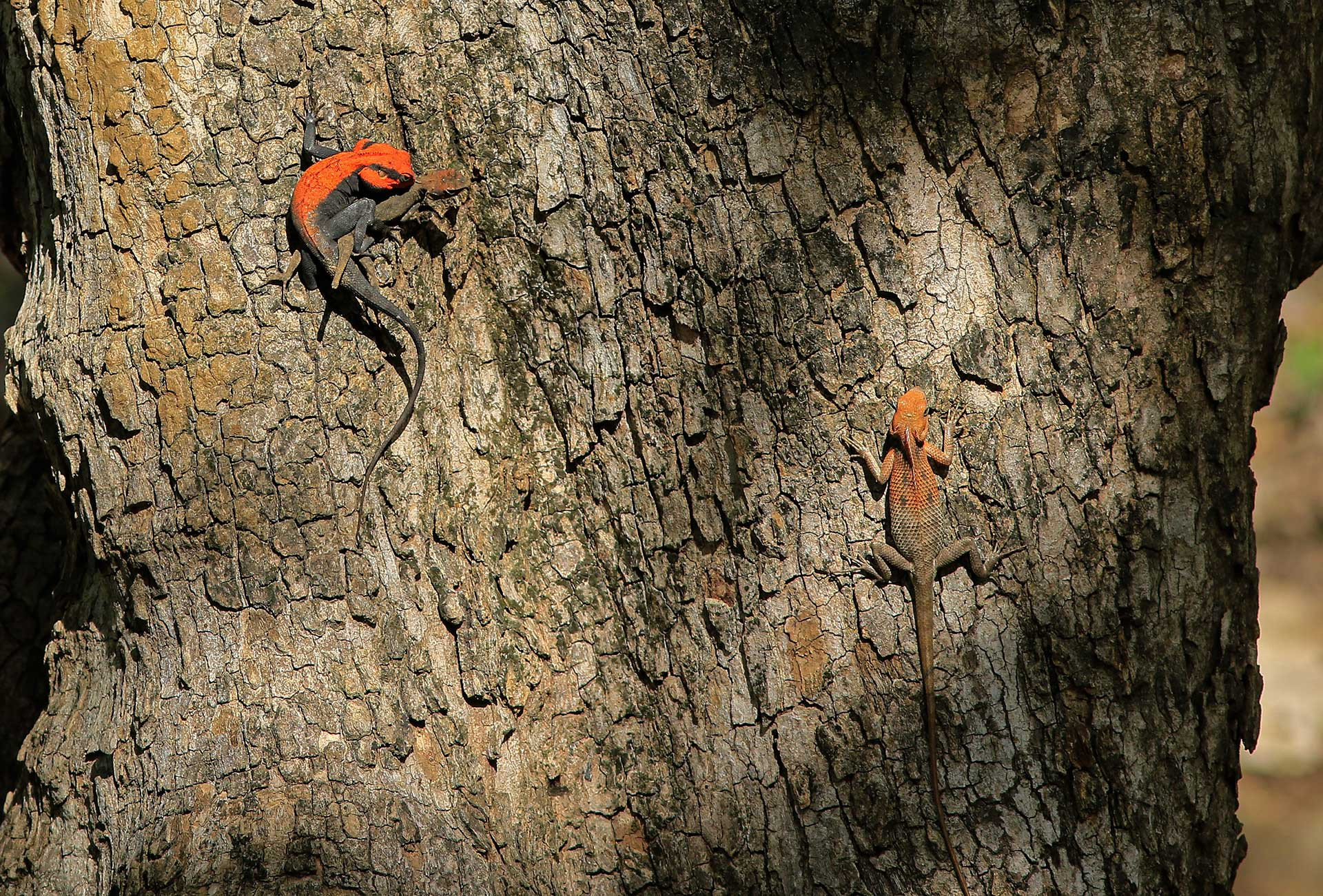      v    Jeet Agrawal i a       | Nature Infocus