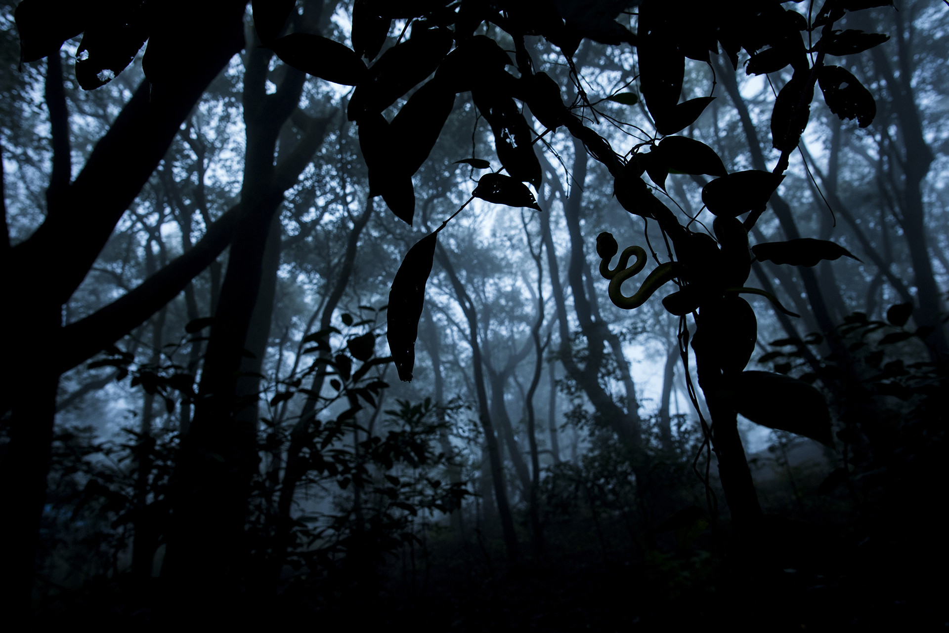      v    Pratik Pradhan dsc     | Nature Infocus
