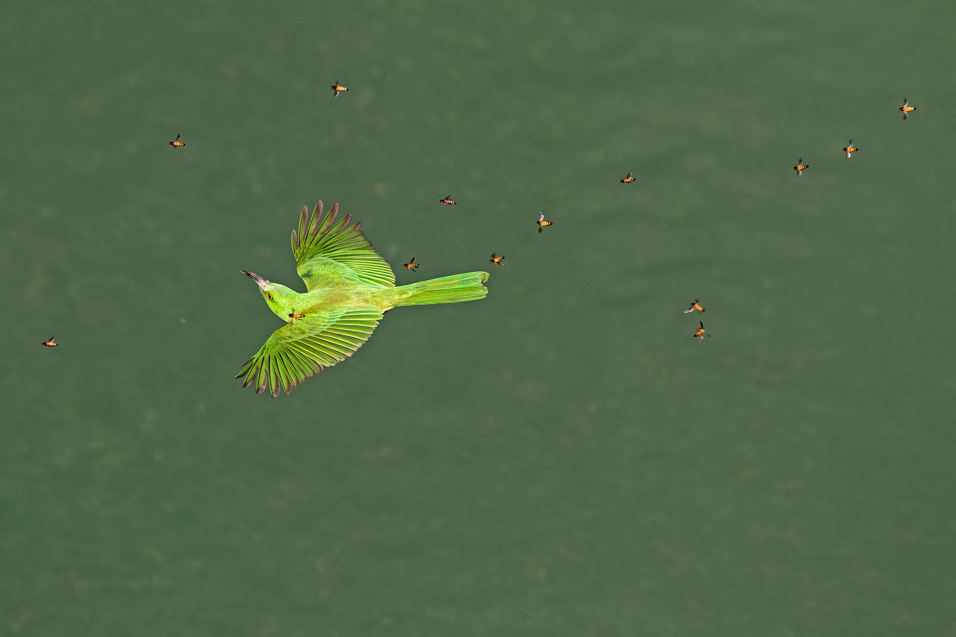      v    Shantanu Ambulgekar chasing the bea eater cl a     | Nature Infocus