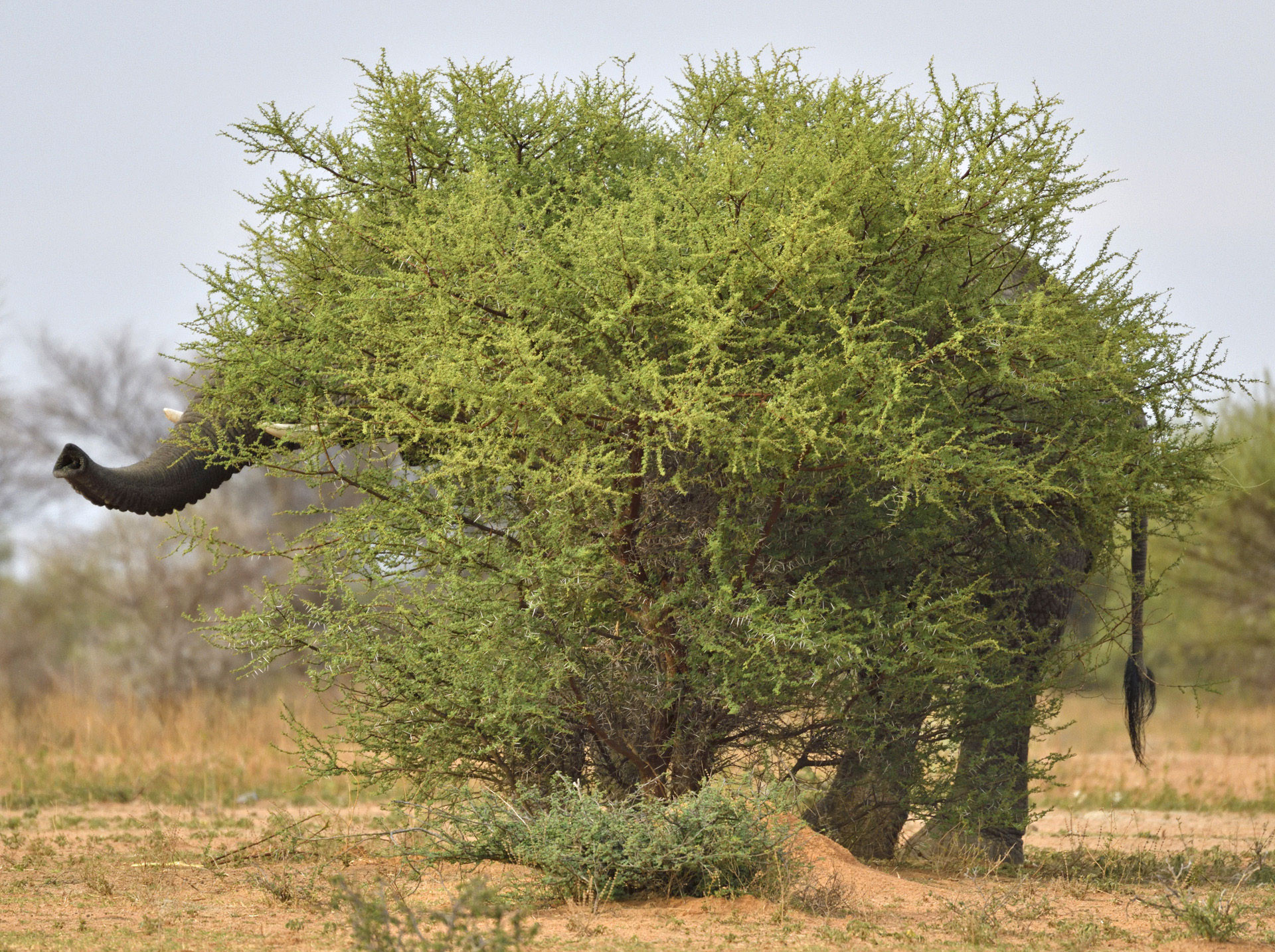      v    Staffan Widstrand swd                   crop | Nature Infocus