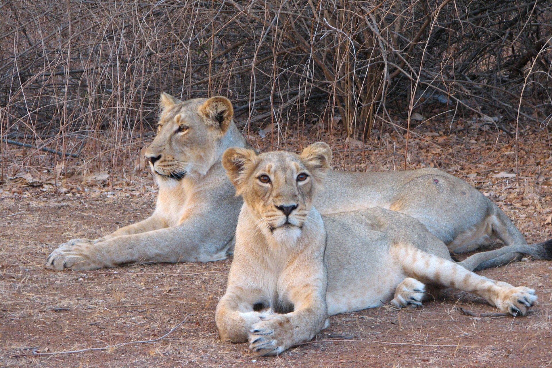 V    meena - Who Is King? | Nature inFocus