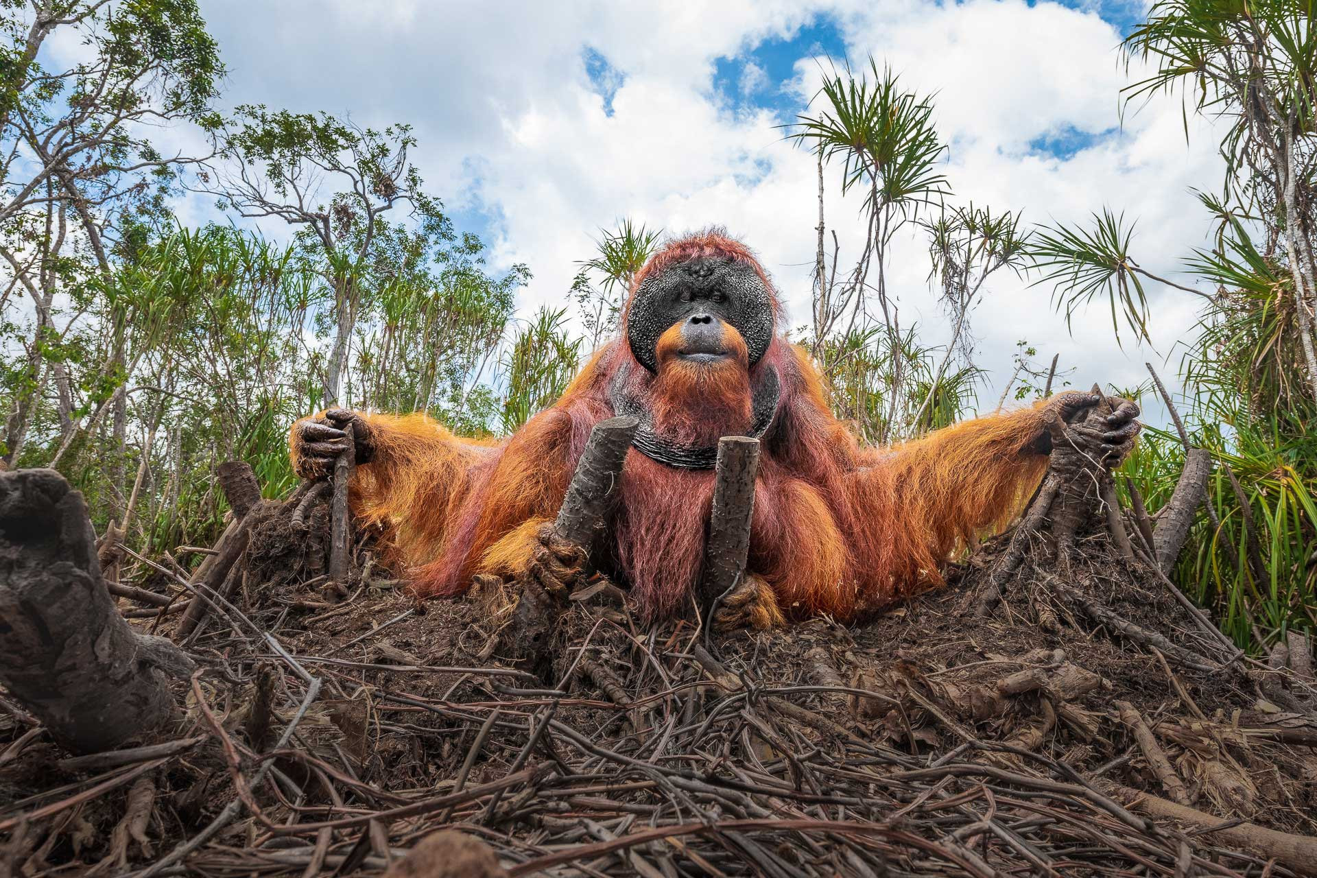      v    Thomas Vijayan the man of the jungle   | Nature Infocus