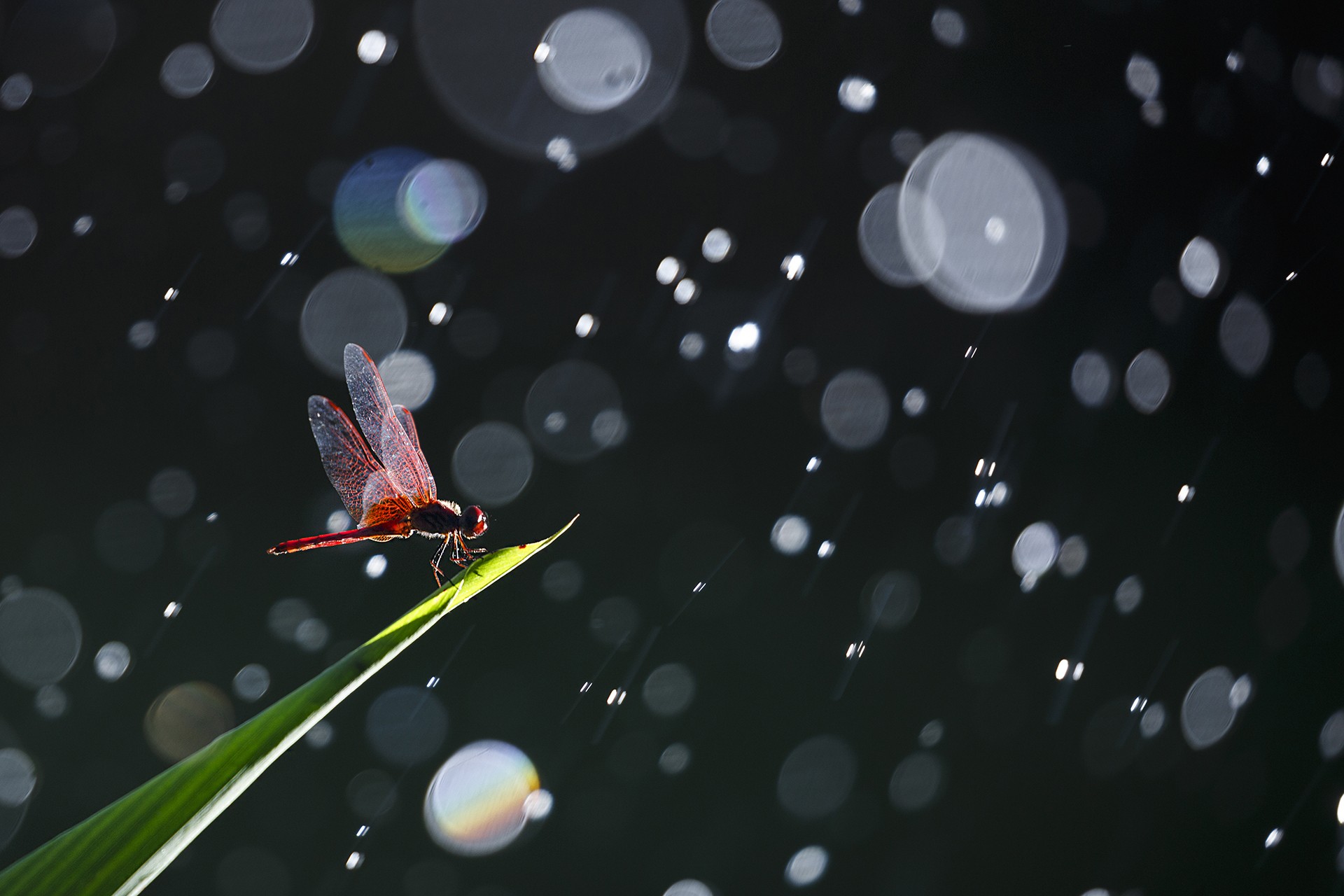 Vignesh thangaraj dragonfly rainforests - The Wild Nation – Rainforests | Nature inFocus