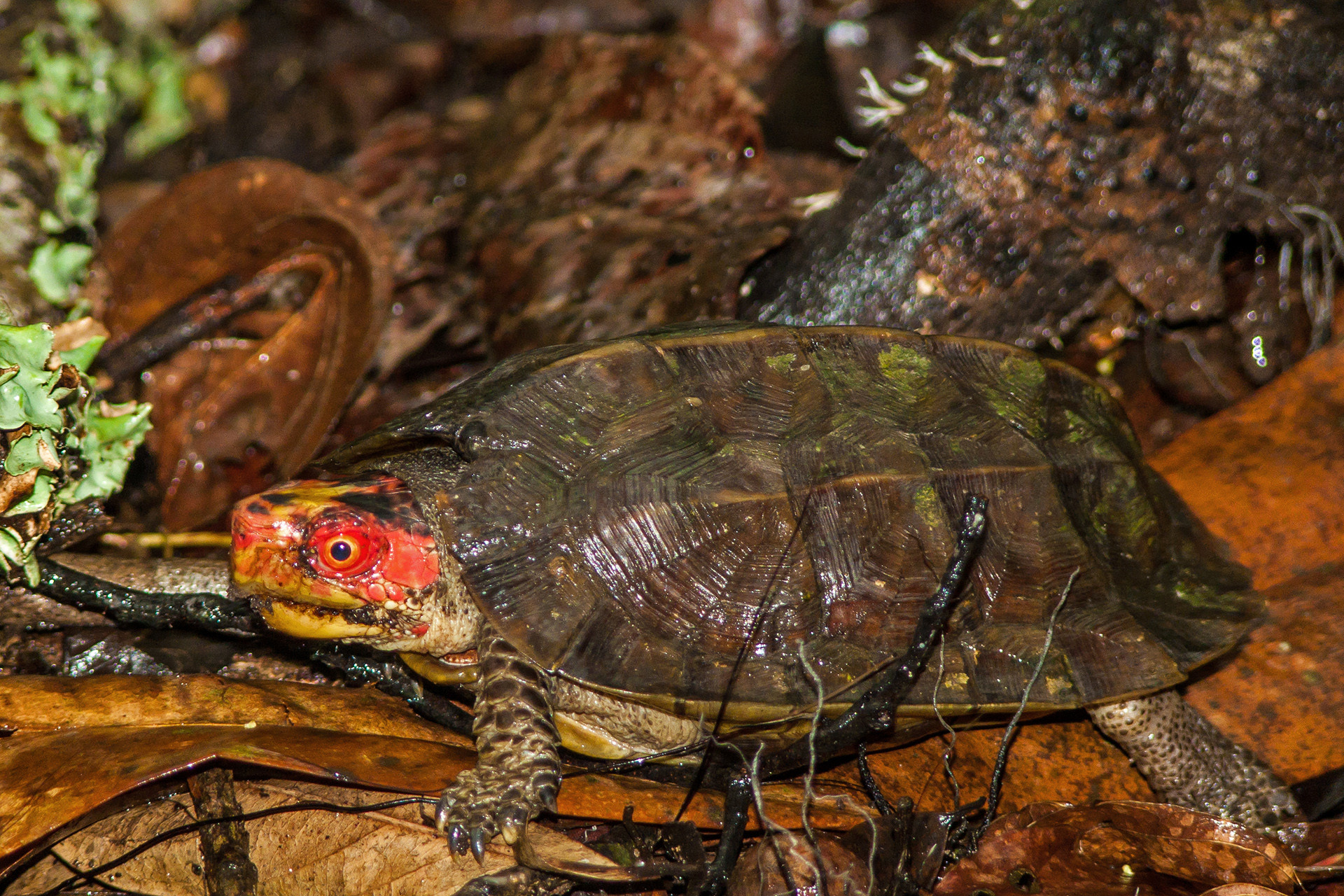 Cochin Forest Cane Turtle - Vijayachelys silvatica