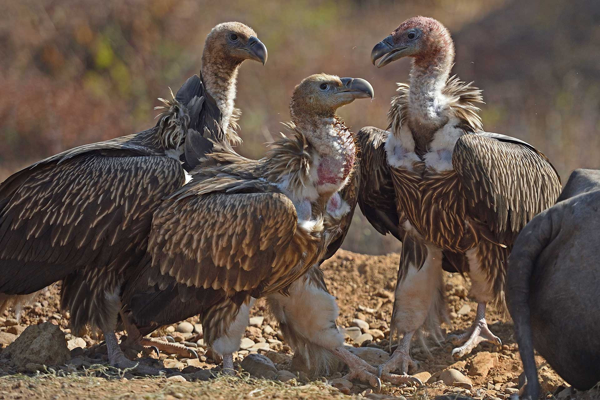 Endangered bird Himalayan Griffons vulture at Vulture Point in Panna