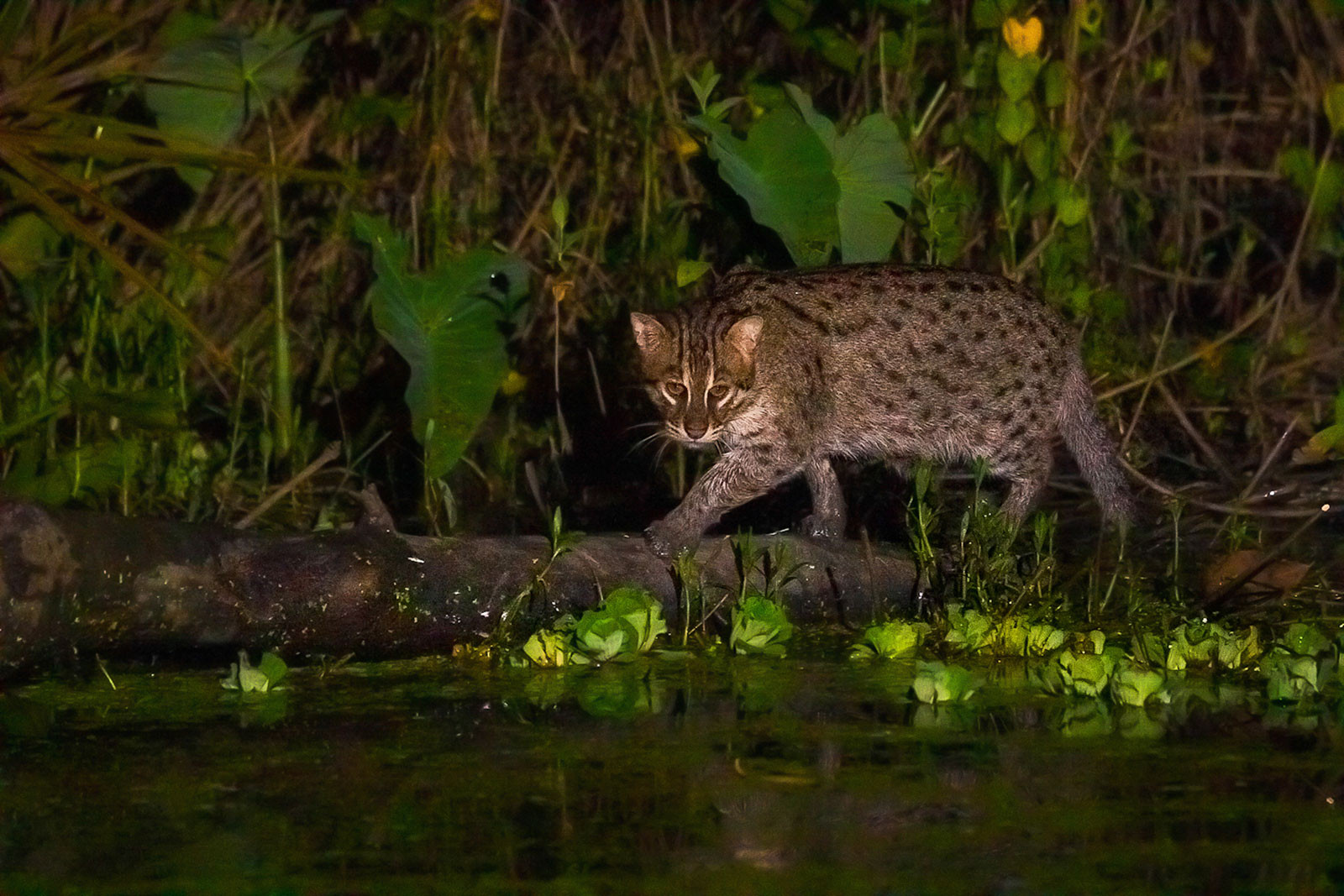 West Bengal Sourav Das | Nature Infocus