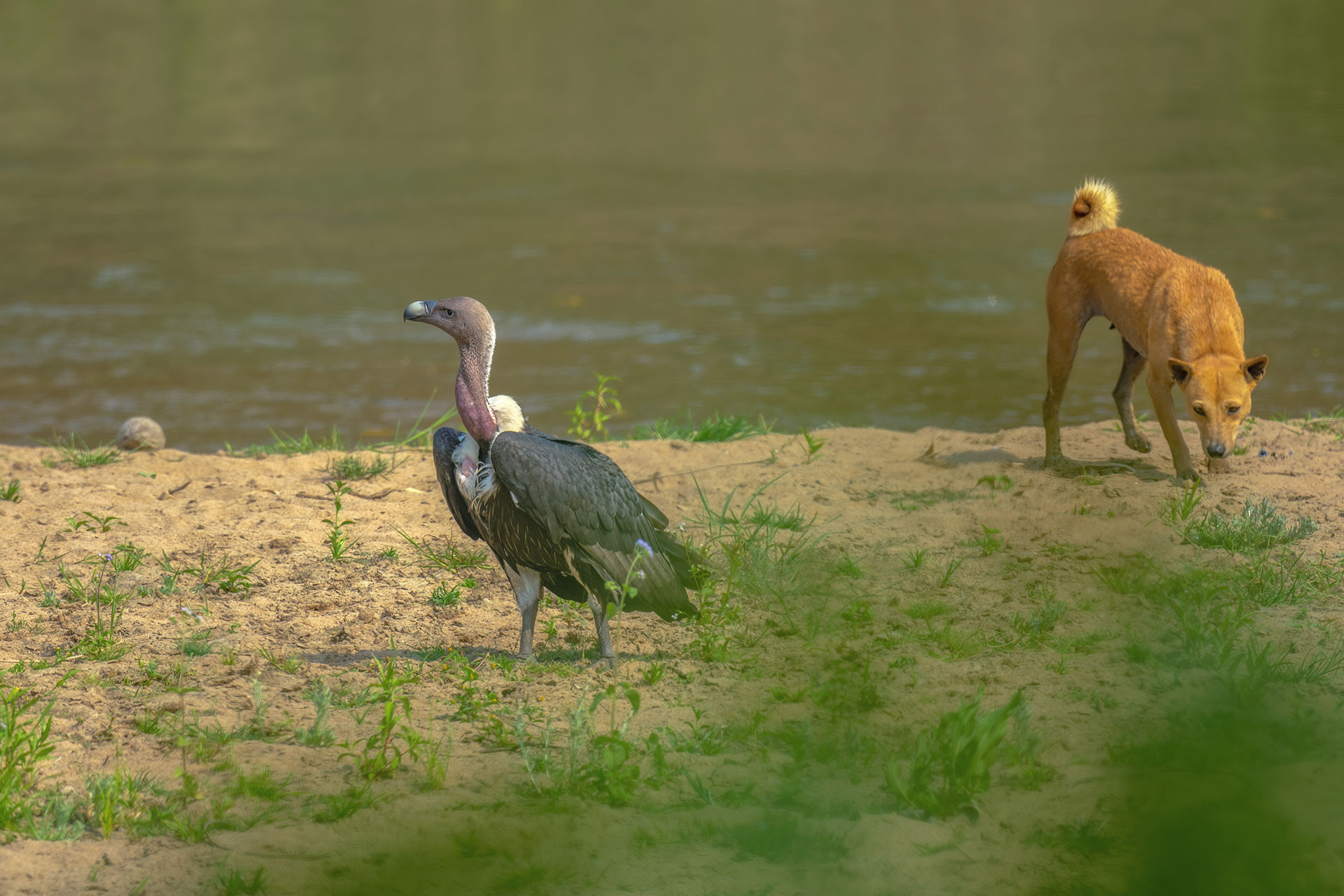 White rumped vulture Feral dog Anindita Datta Muhuri | Nature Infocus